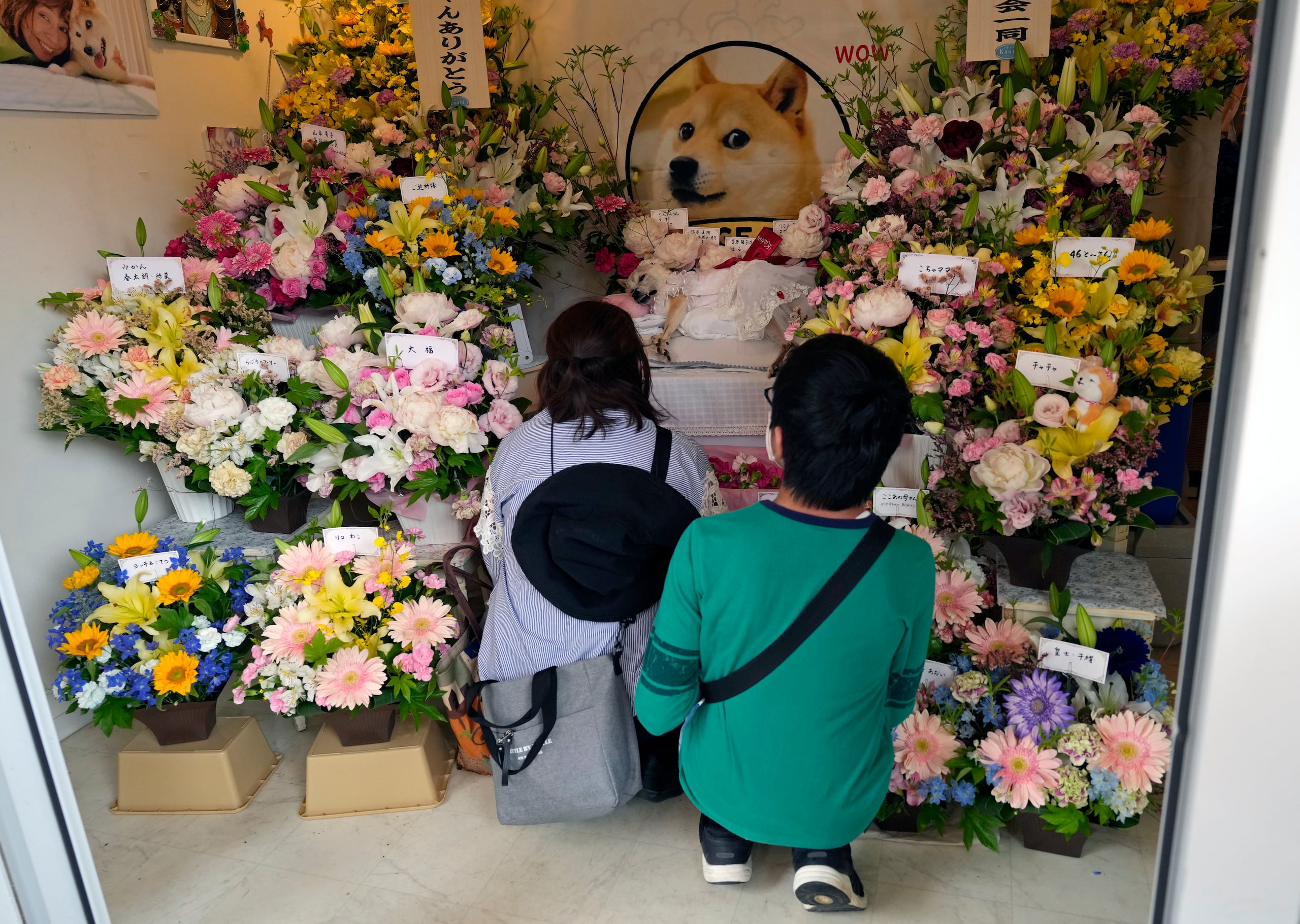 Decenas de personas se despiden con flores de Kabosu, la perra shiba inu que inspiró el meme Doge. EFE/EPA/FRANCK ROBICHON