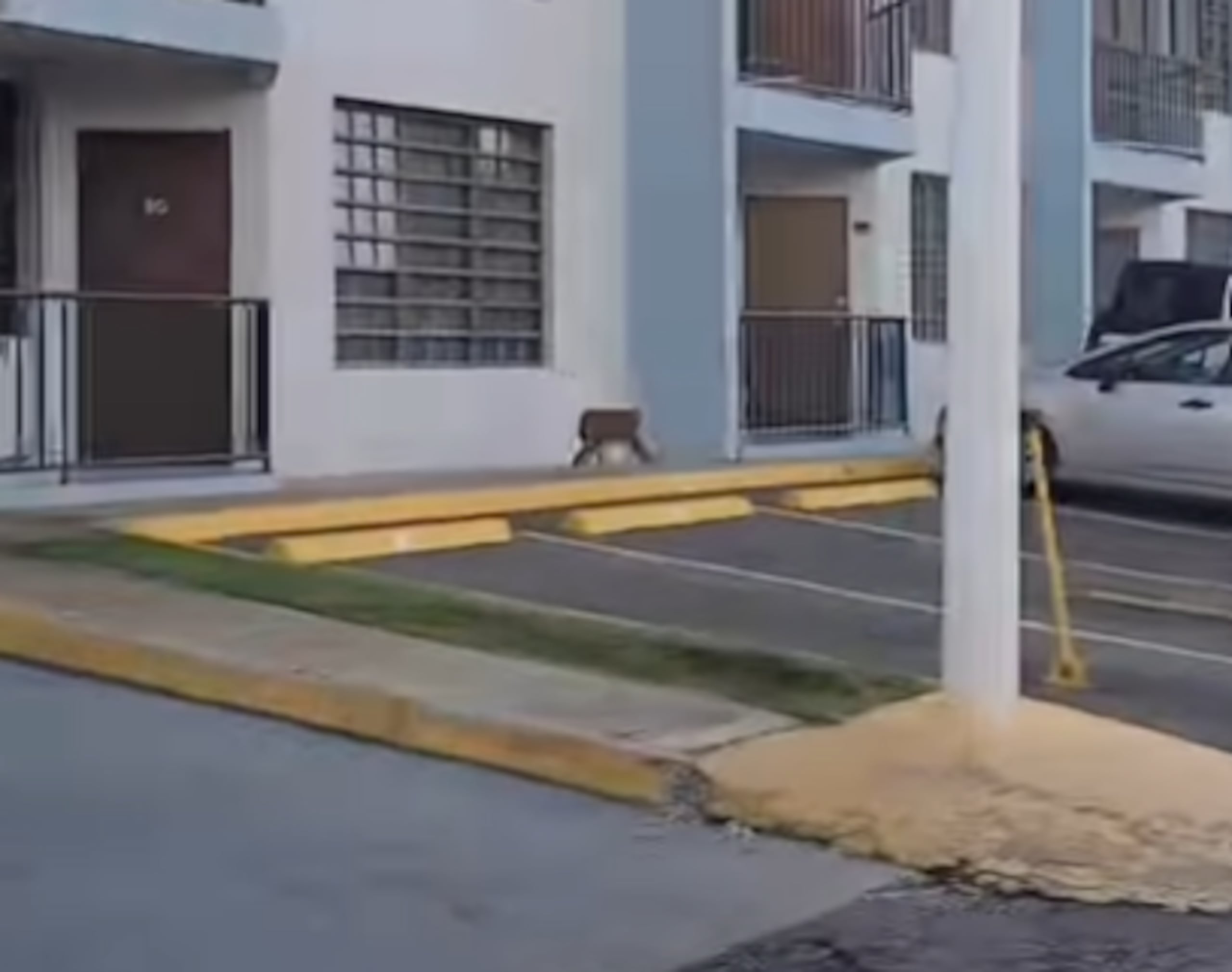 Un mono fue divisado en la comunidad Stella, en Rincón