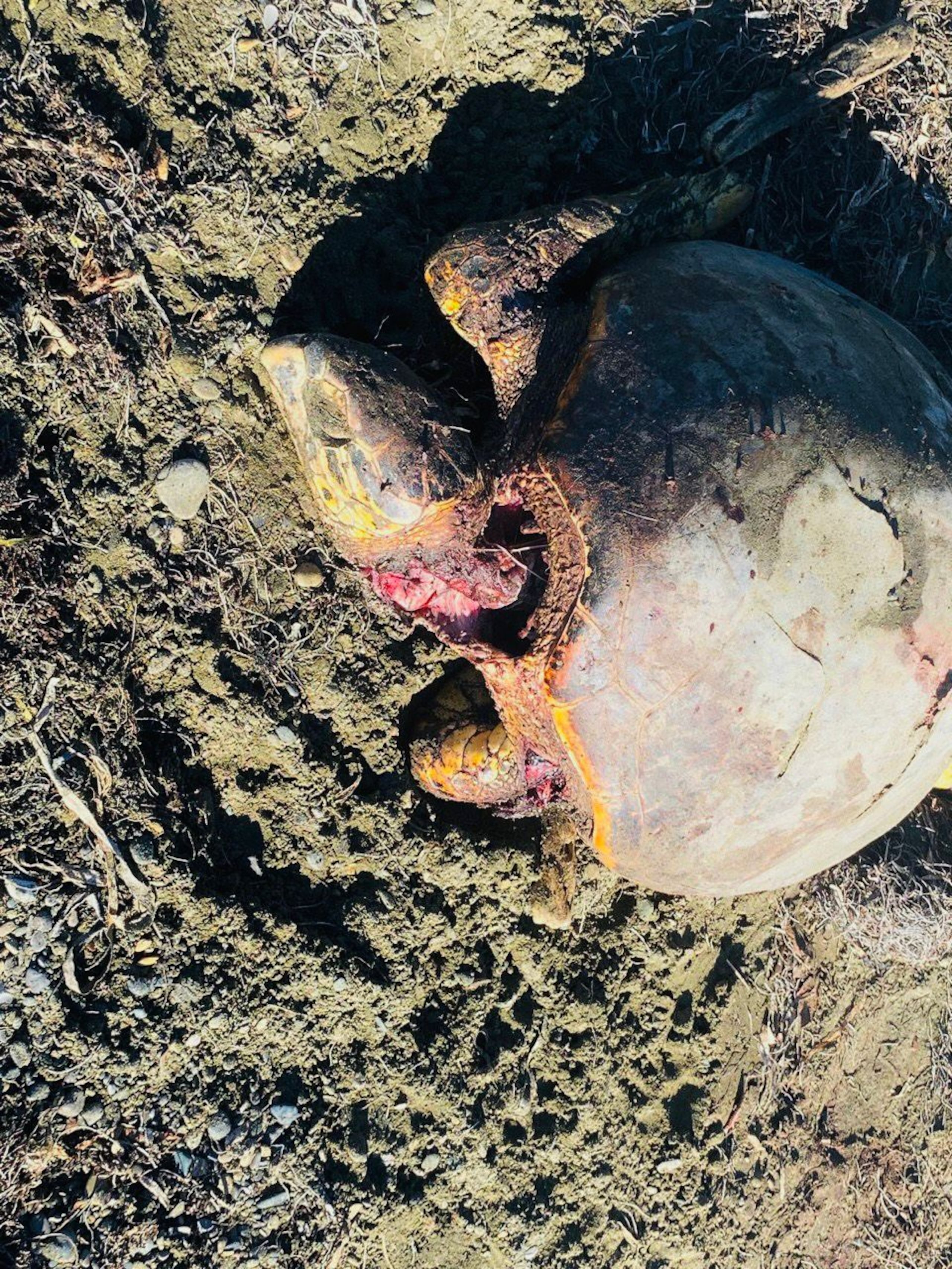 Tortuga marina atacada.