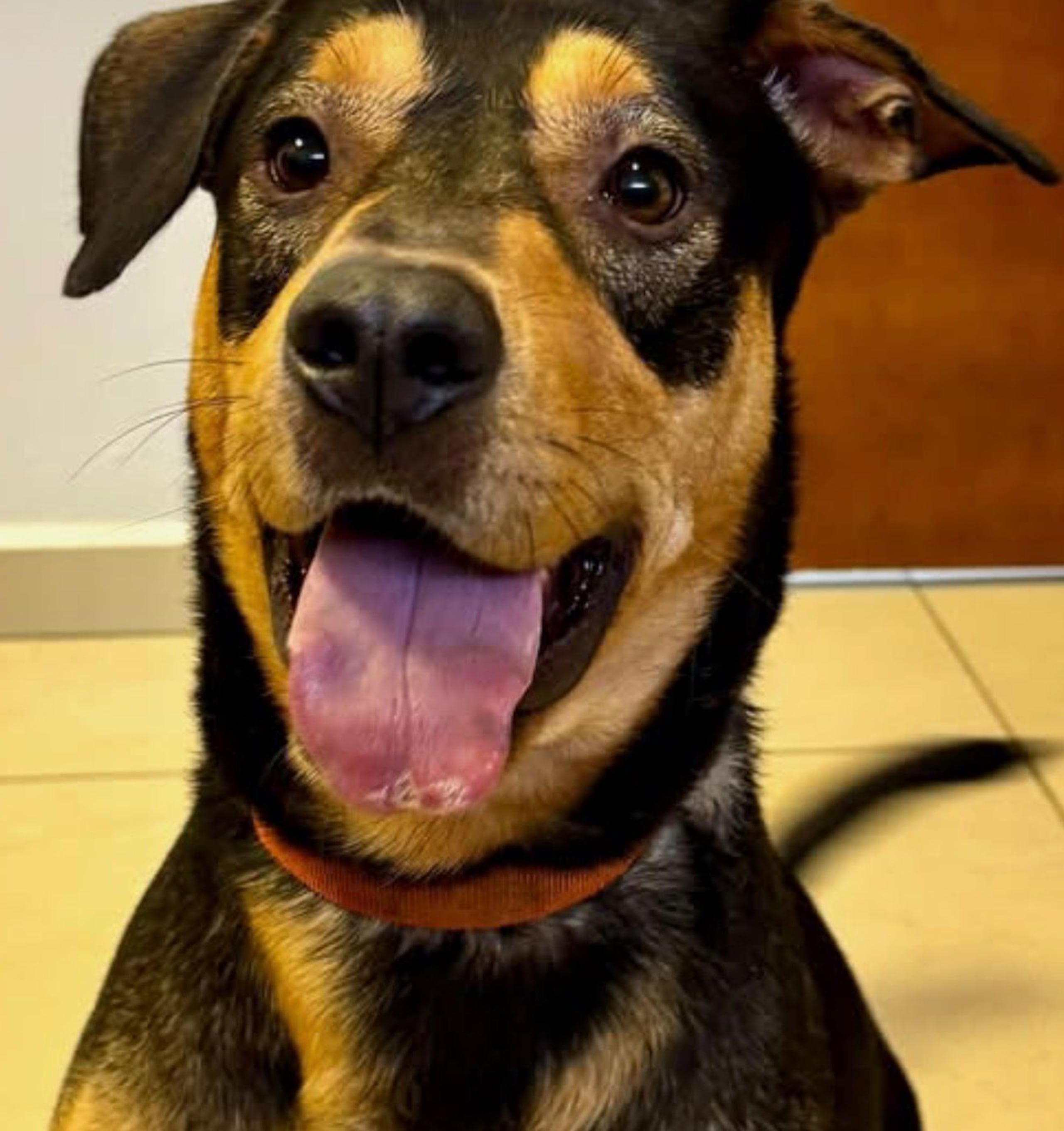 Max es cuidado en las instalaciones de OMME Isabela.