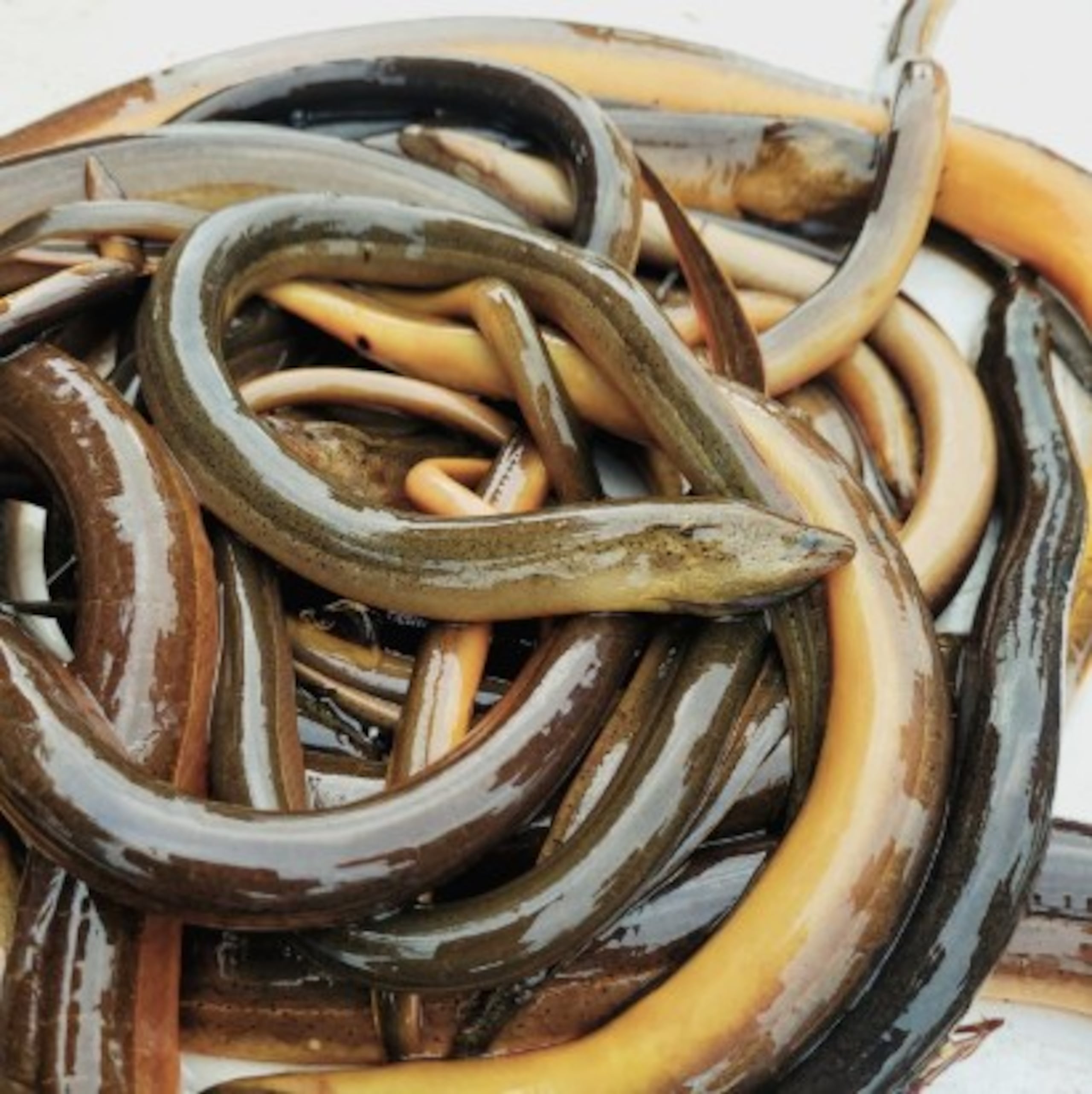 La especie (’Monopterus albus’ o ‘M. javanensis’), originaria del este y el sudeste de Asia, se detectó por primera vez en Estados Unidos en la década de 1990.