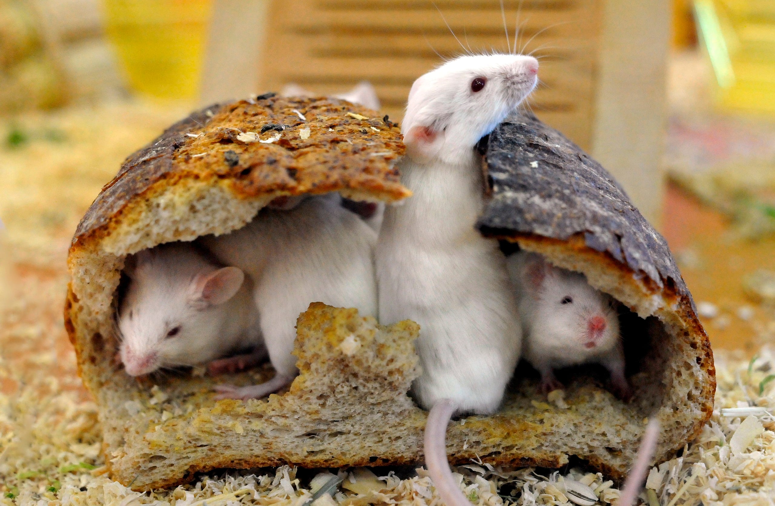 Los investigadores vieron que el fentanilo inducía actividad en el área ventral del cerebro, la región donde se libera la dopamina, además de la reducción de la actividad del receptor mu opioide en esa zona, lo que provocó una menor liberación de dopamina.