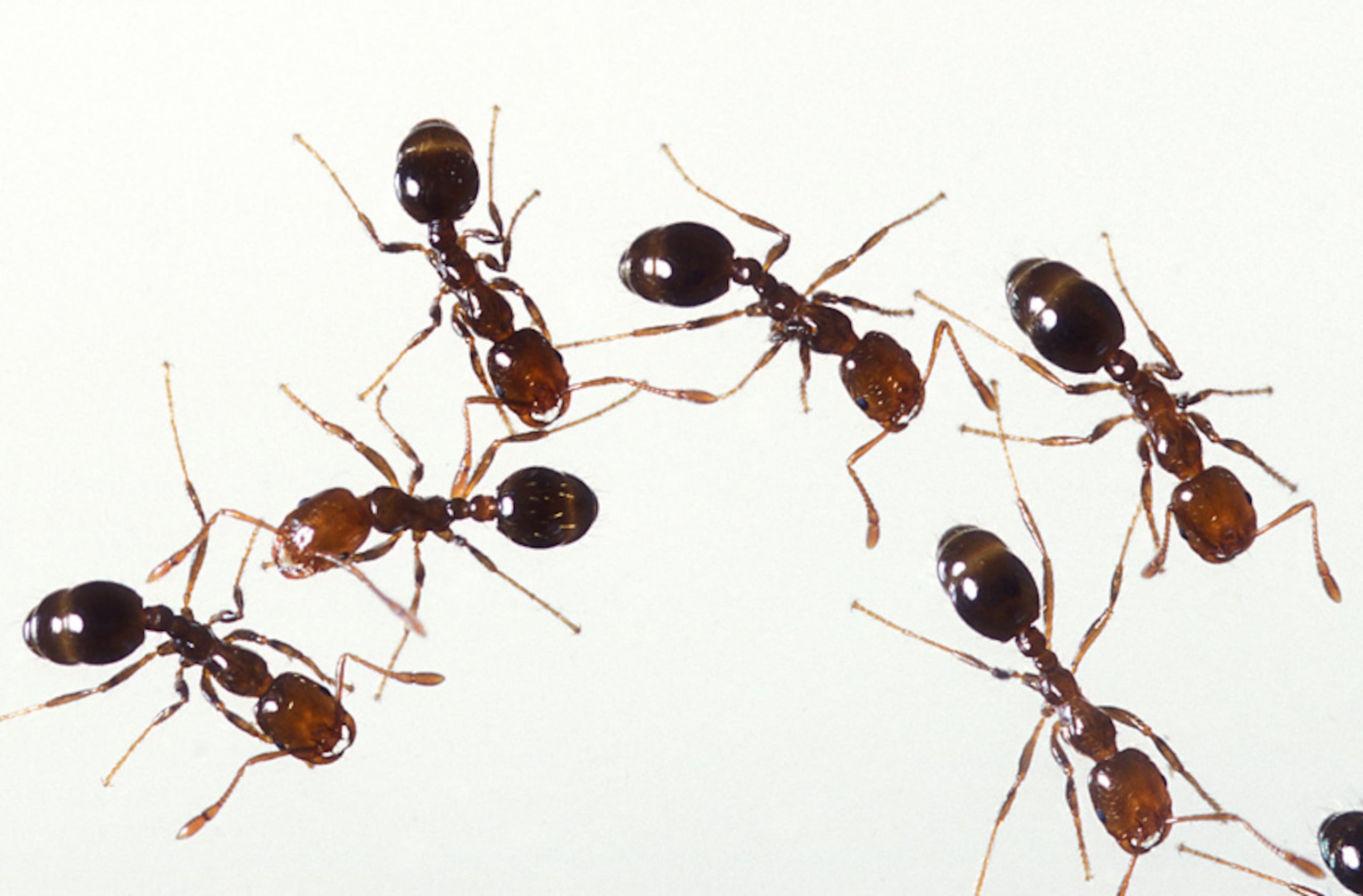 Las autoridades kenianas valoraron las hormigas en $7,700. Los precios de las hormigas pueden variar mucho según la especie y el mercado.