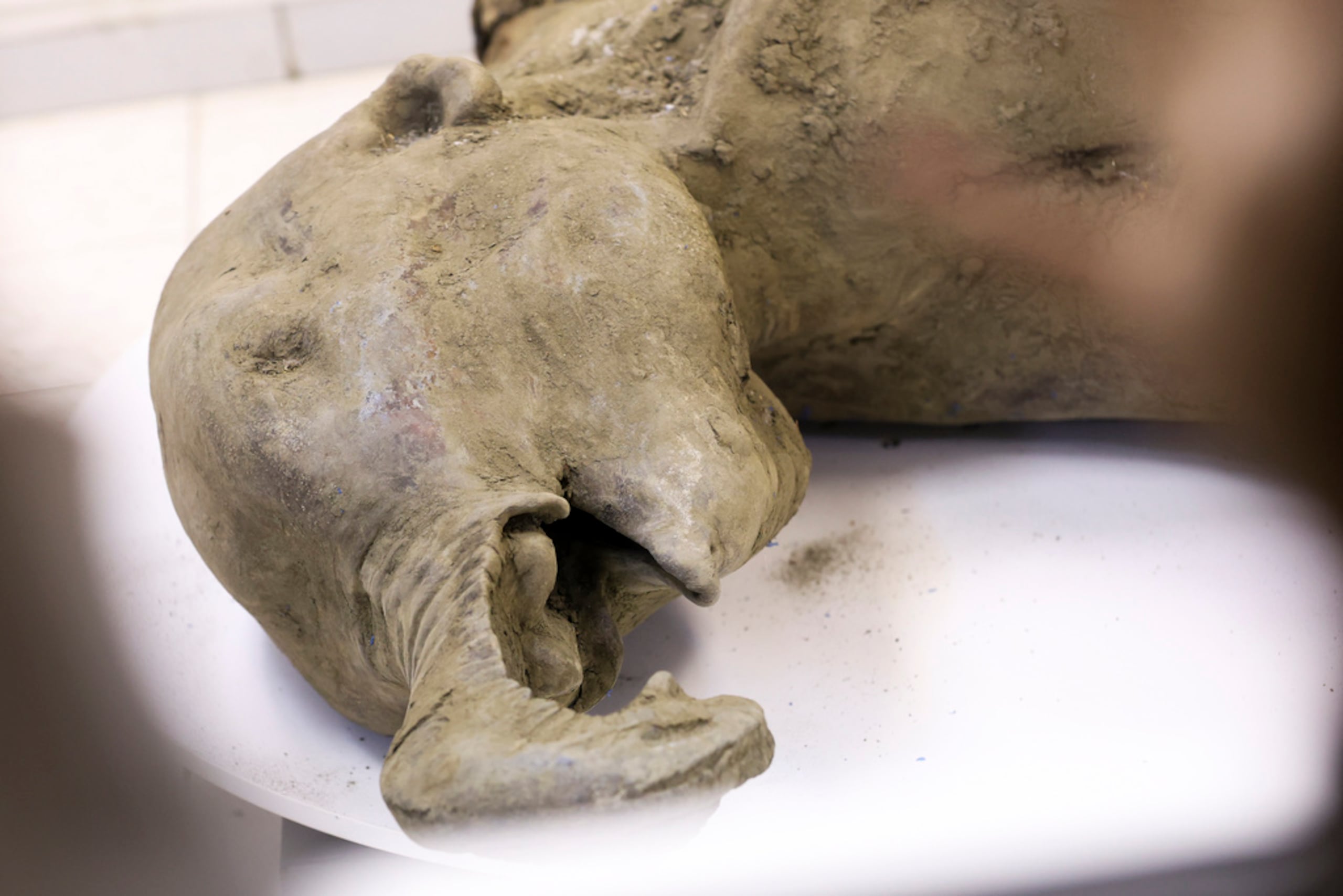 Foto suministrada por el Museo de Mamuts en la Universidad Federal del Nororiente de Rusia, el 23 de diciembre del 2024, que muestra a científicos con los restos preservados de un mamut de hace 50,000 años.