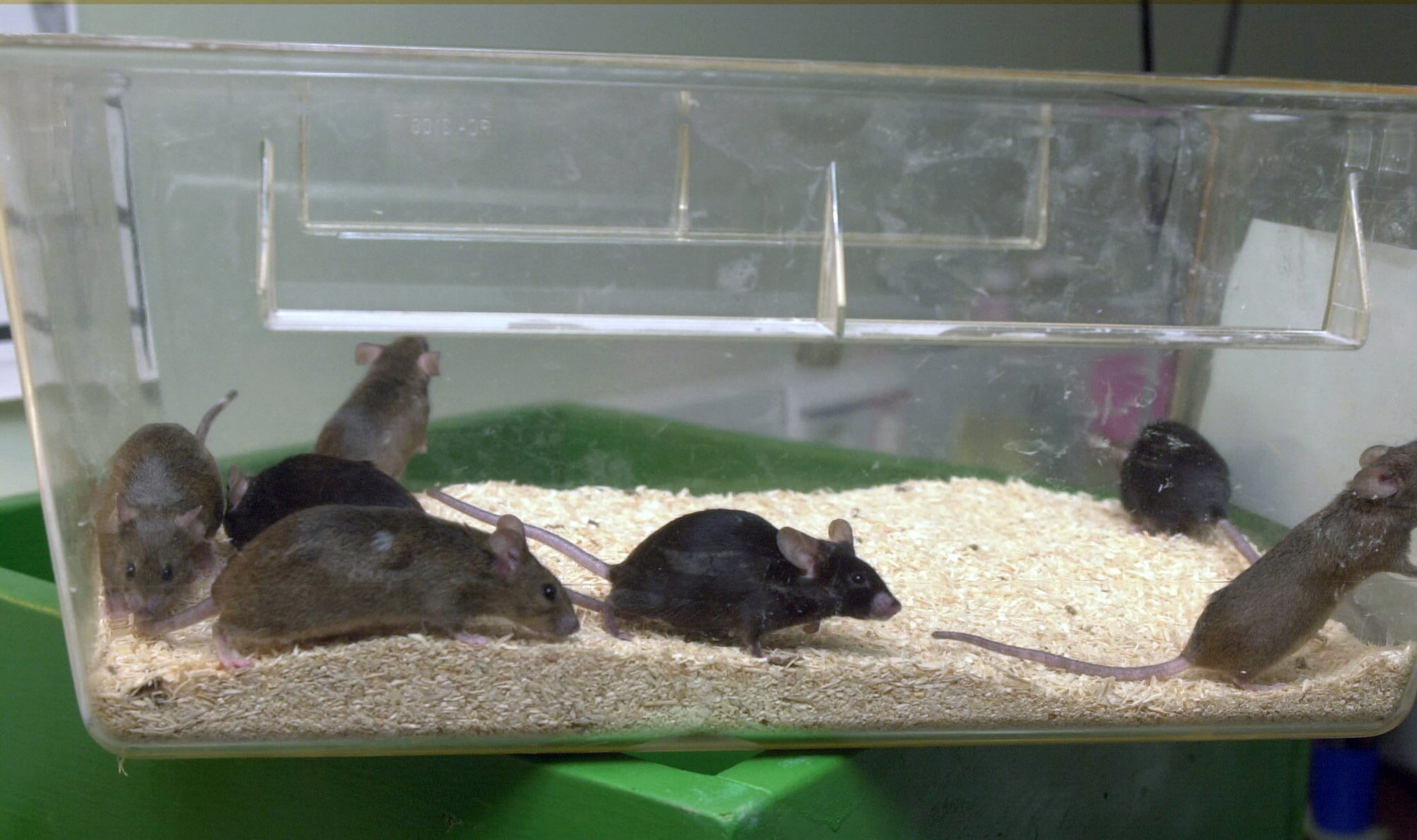 Los modelos tumorales que habían recibido Zika se redujeron, 28 días después, a aproximadamente el 12 % de la masa original.