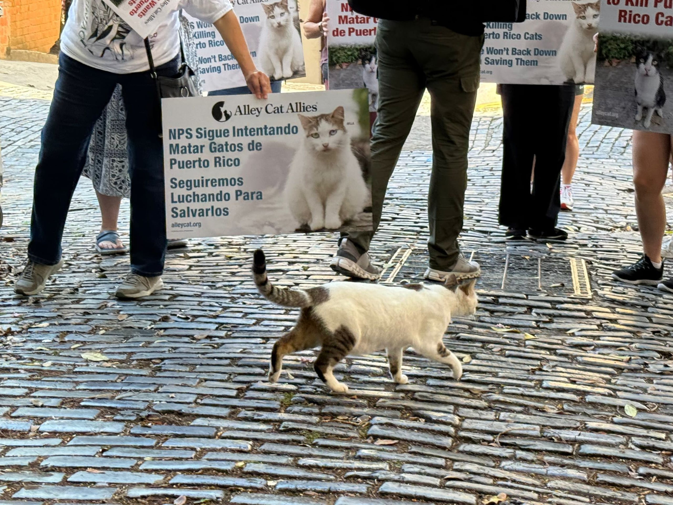 Manifestación en el Viejo San Juan contra el plan del Servicio de Parques Nacionales para remover felinos de la ciudad amurallada.