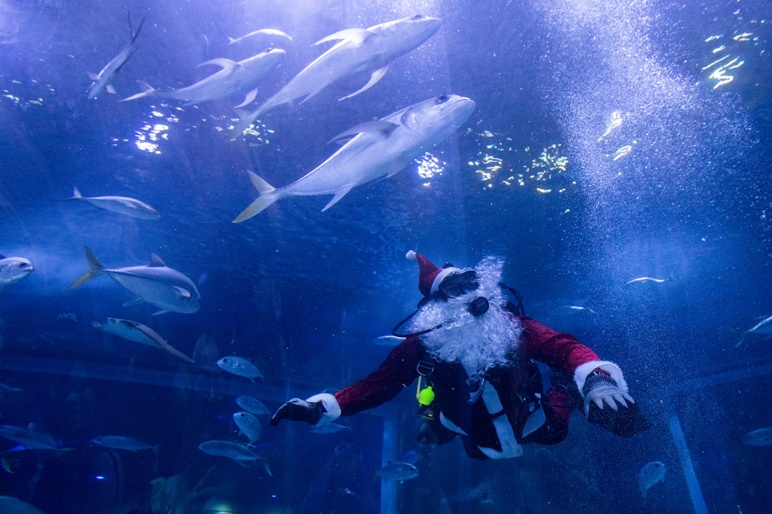 Esta versión de Santa Claus es Felippe Luna, de 39 años, un encargado senior de animales en AquaRio.