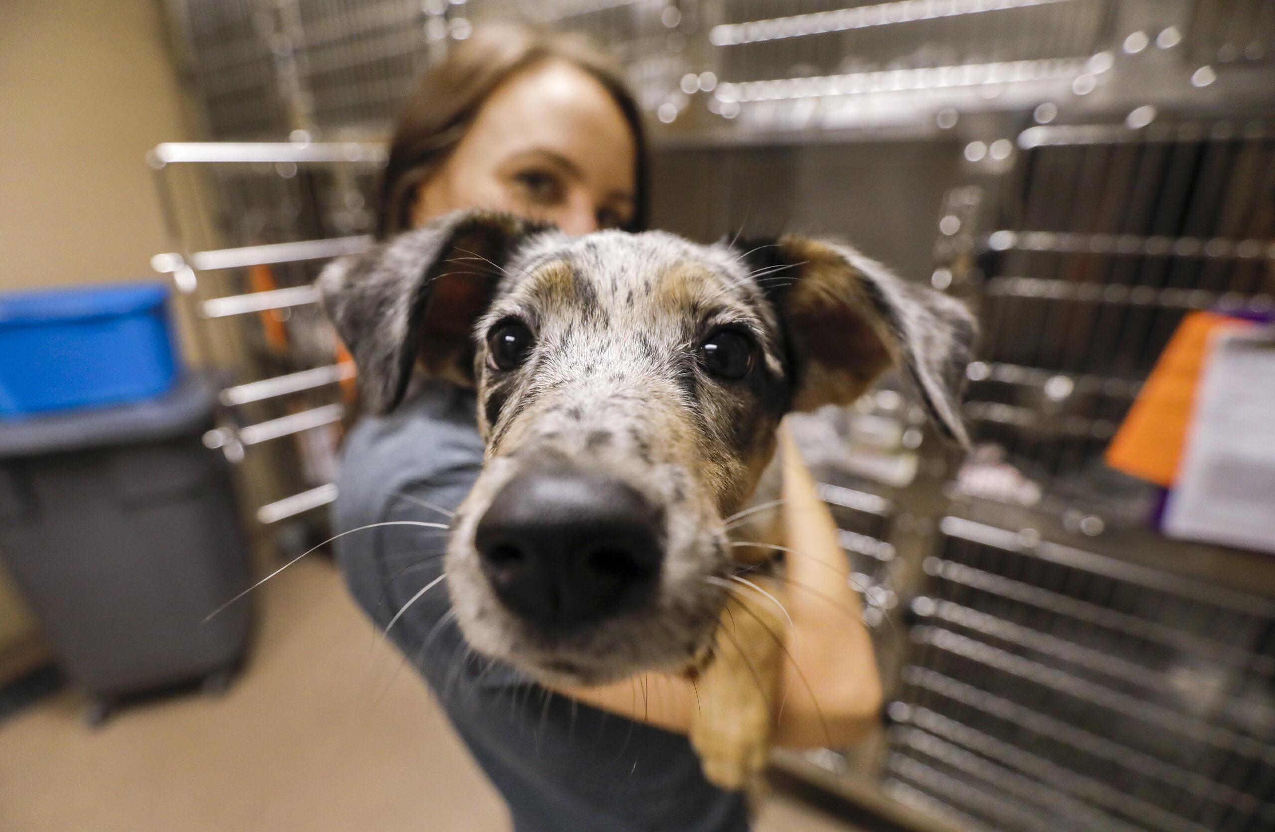 El evento de este domingo es parte de una iniciativa llamada “Shots for Good”, establecida por Boehringer en 2019, para prevenir la propagación de enfermedades en las mascotas.