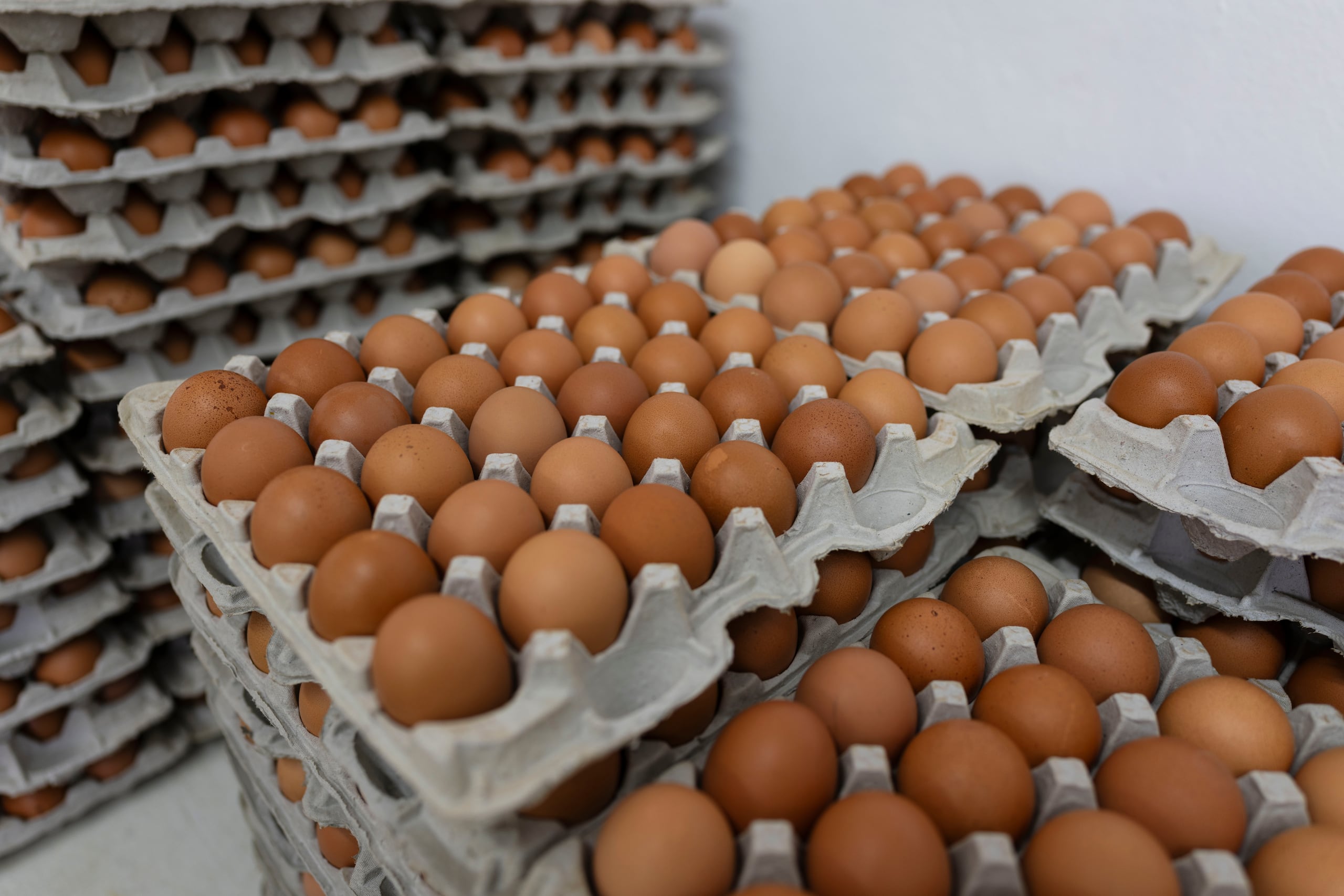 La industria de producción de huevo de la Isla enfrenta el reto de tener que competir con la el huevo importado a precios considerablemente más bajos.
FOTO POR: xavier.araujo@gfrmedia.com
Xavier Araújo / GFR Media / Araujo