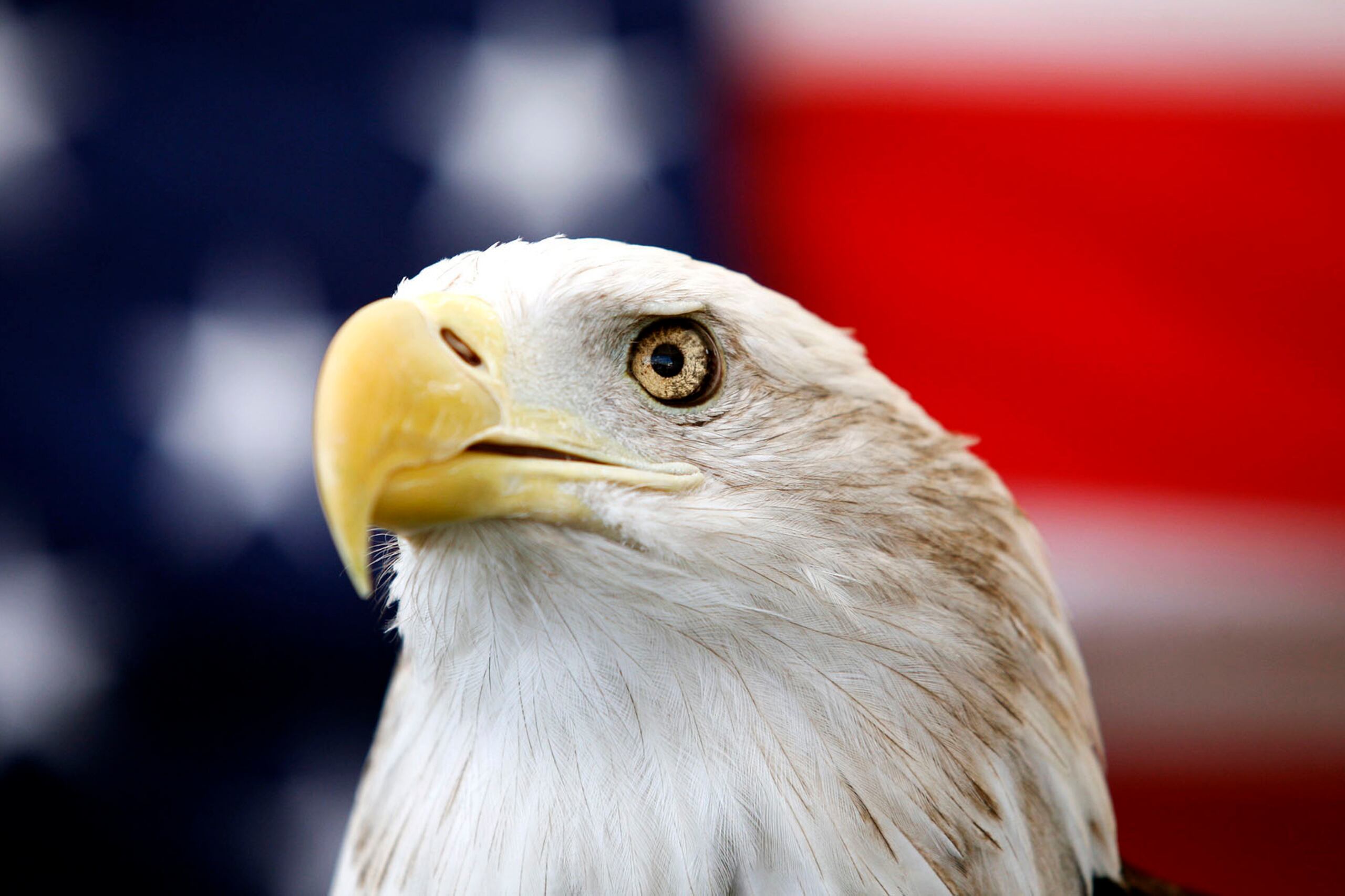 Tío Sam, un águila calva de 25 años, frente a una bandera de EEUU antes del Extreme Raptors Show (un espectáculo de aves rapaces) en terrenos del Coliseo del Condado Ector en Odessa, Texas, el miércoles 11 de septiembre de 2013. (Edyta Blaszczyk/Odessa American vía AP)