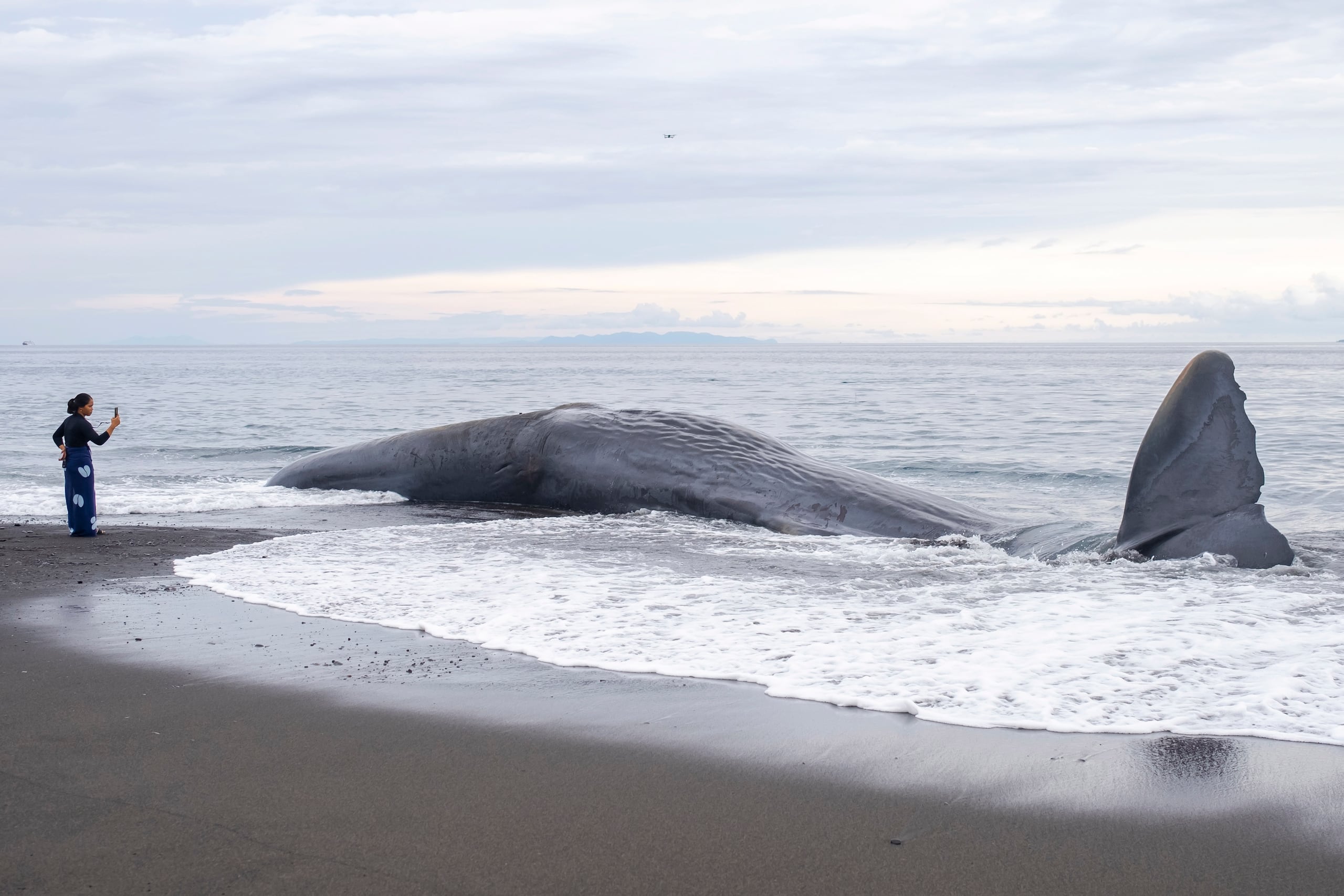 Los cachalotes son la mayor especie de ballena con dientes y pueden alcanzar los 18 metros de longitud y están en peligro e extinción.