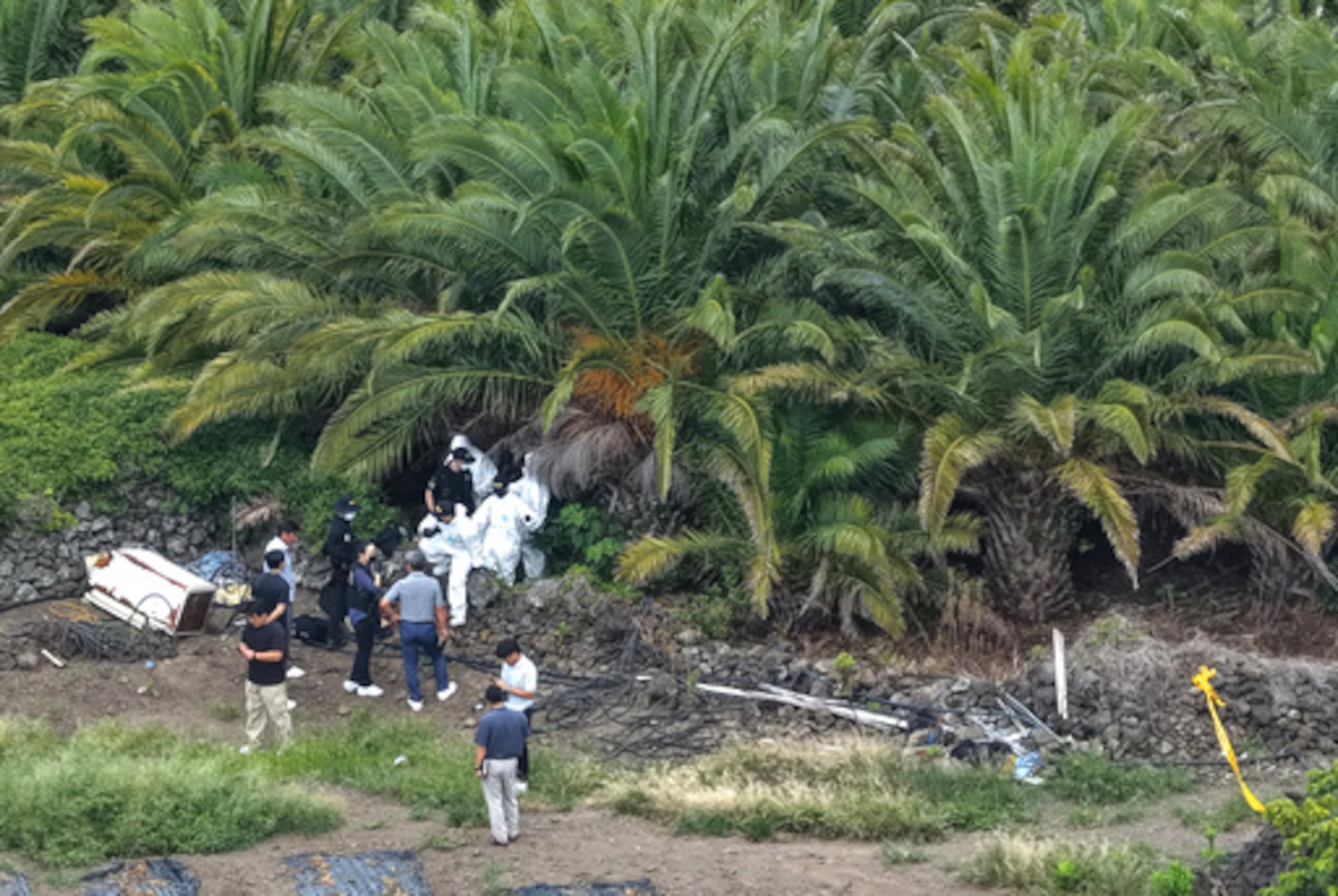 Agentes de policía examinan el lugar de los hechos en una plantación de palmeras donde se halló el cadáver de la mujer desaparecida, Jang Mi-ran, en la isla de Jeju, Corea del Sur, el lunes 24 de agosto de 2026. (Park Ji-ho/Yonhap vía AP)