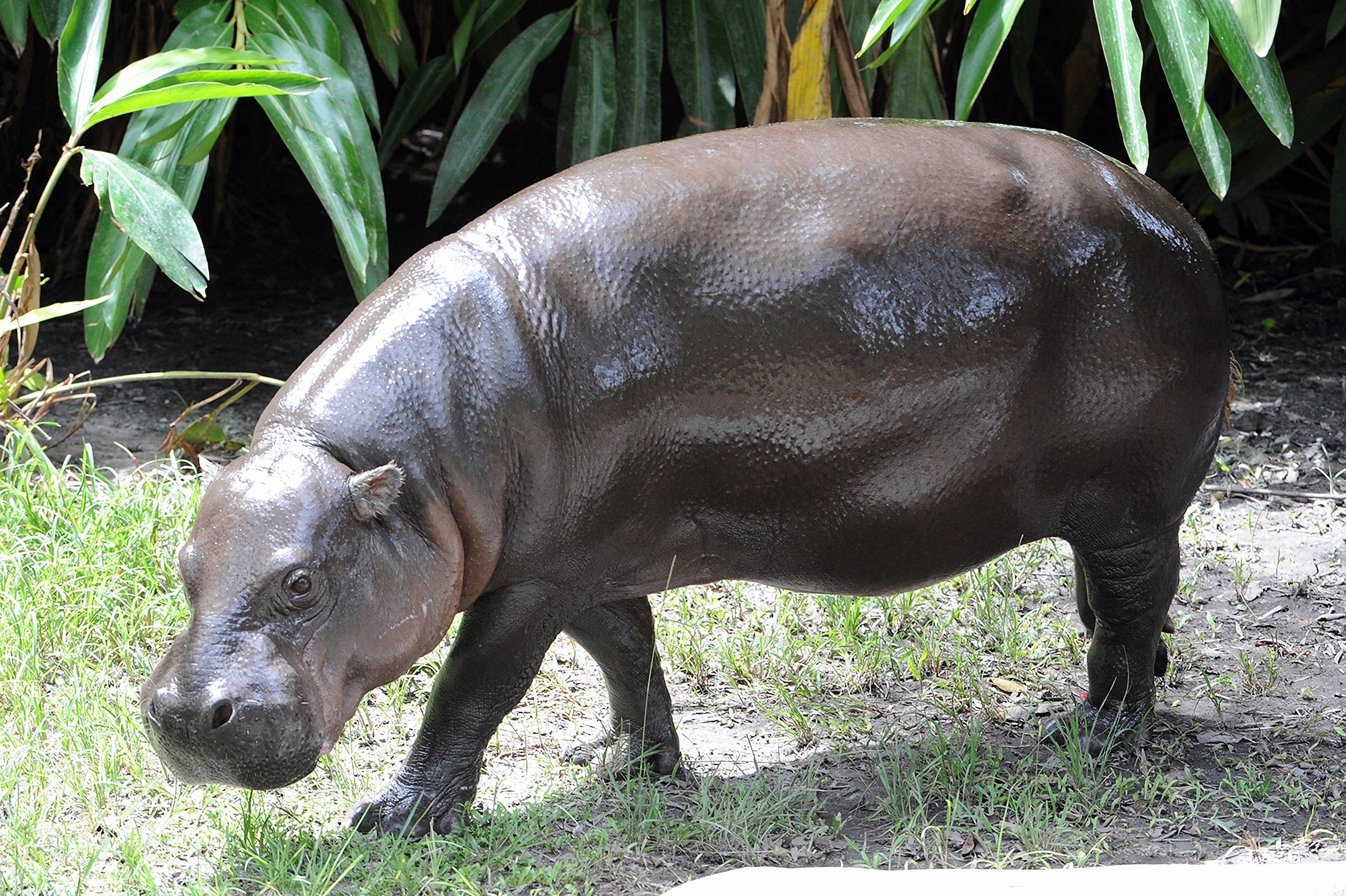 Fotografía sin fecha cedida por el zoológico de Miami donde aparece el hipopótamo pigmeo Aubergine en su hábitat en las instalaciones del zoo en Miami, Florida. (EFE/Ron Magill/Zoo Miami /SOLO USO EDITORIAL /NO VENTAS /SOLO DISPONIBLE PARA ILUSTRAR LA NOTICIA QUE ACOMPAÑA /CRÉDITO OBLIGATORIO)