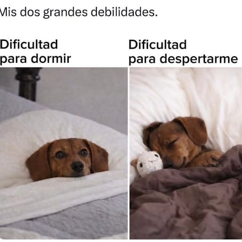 Los mejores memes de la semana