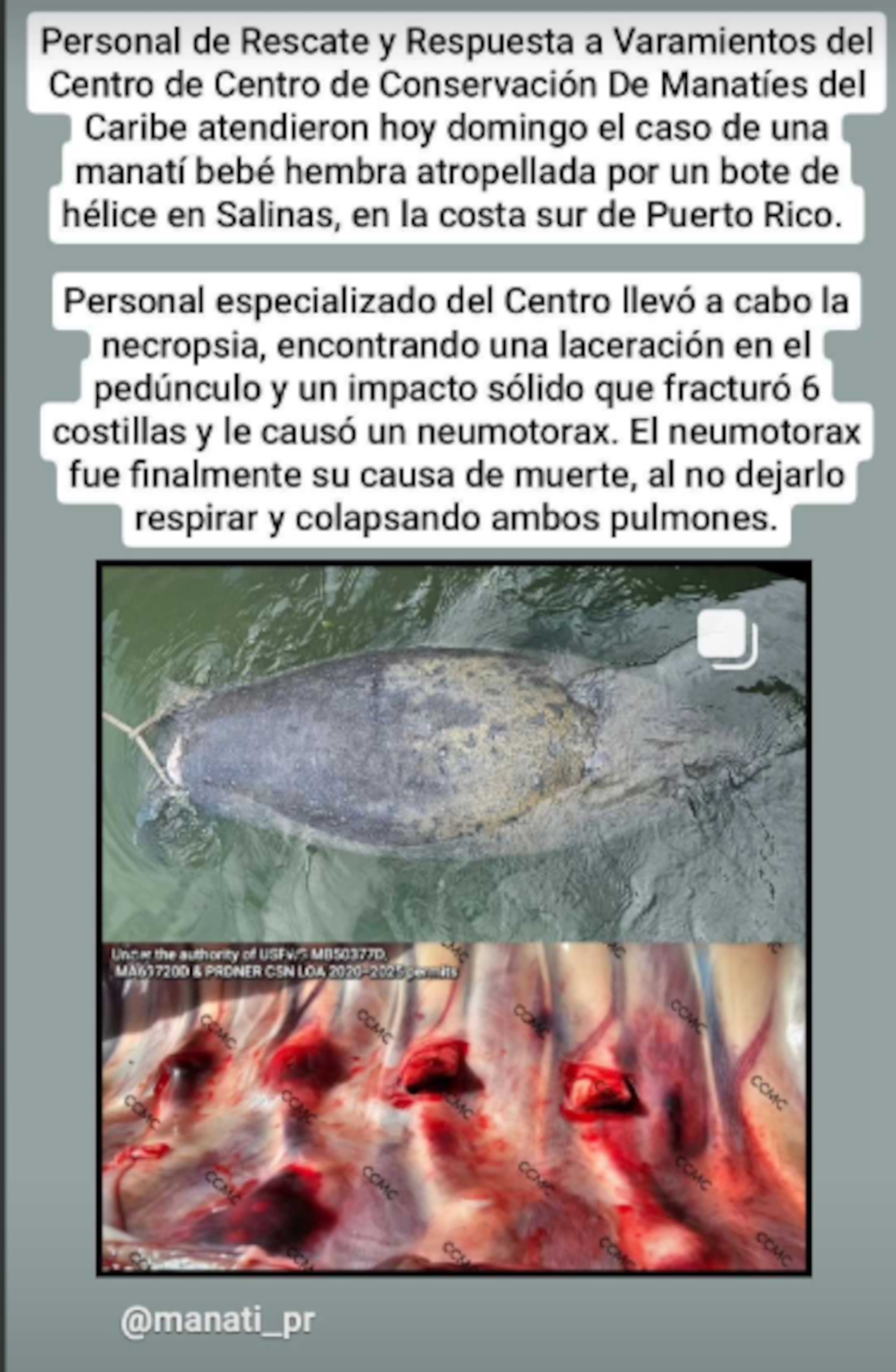 Centro de Conservación de Manatíes sobre bebé manatí muerto (Fotocaptura)