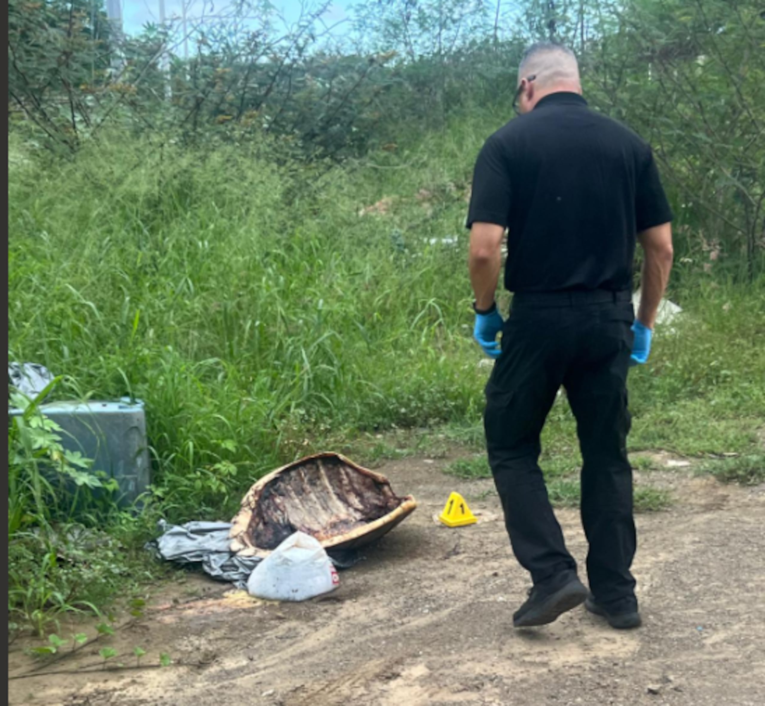 Encuentran restos de una tortuga Carey en Salinas