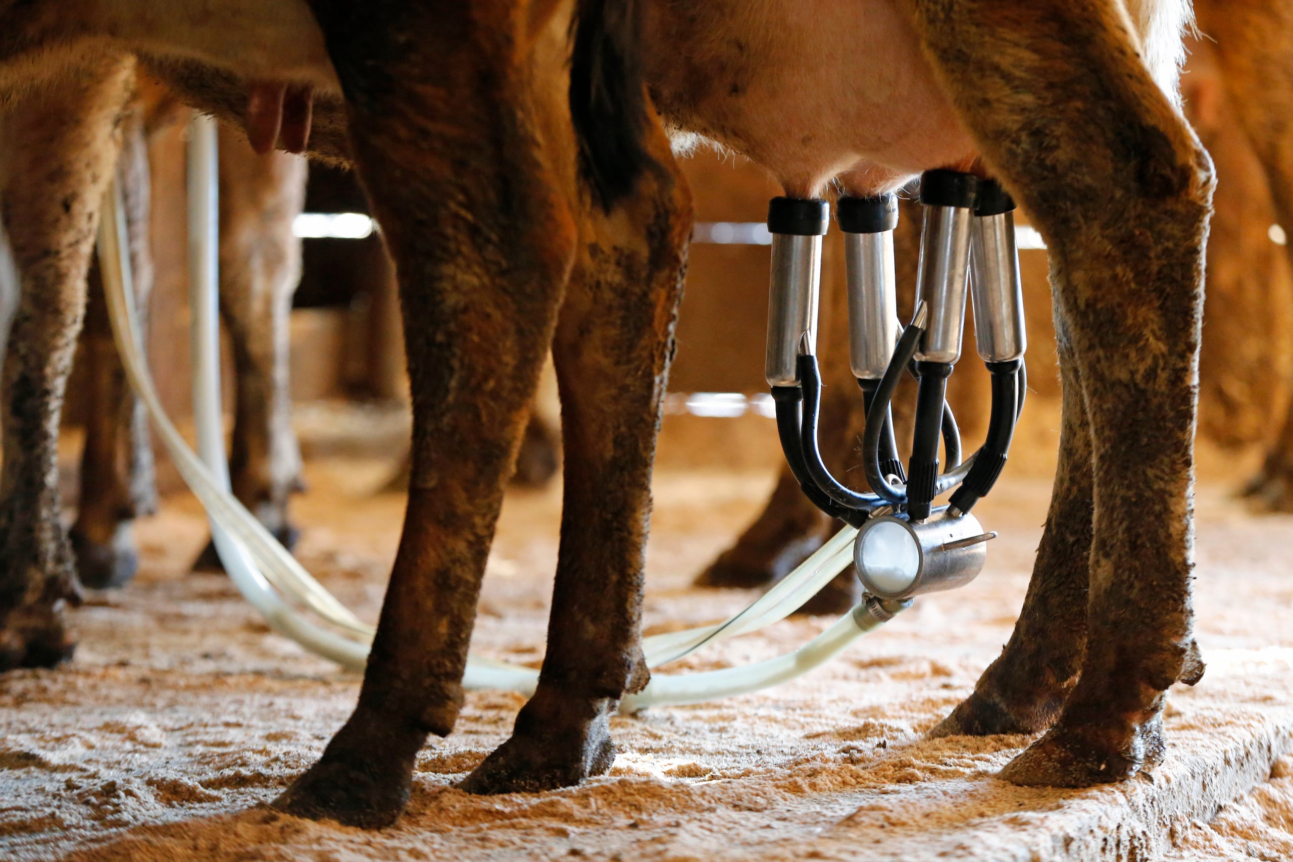 En Florida, la venta y distribución de leche cruda para consumo humano es ilegal.