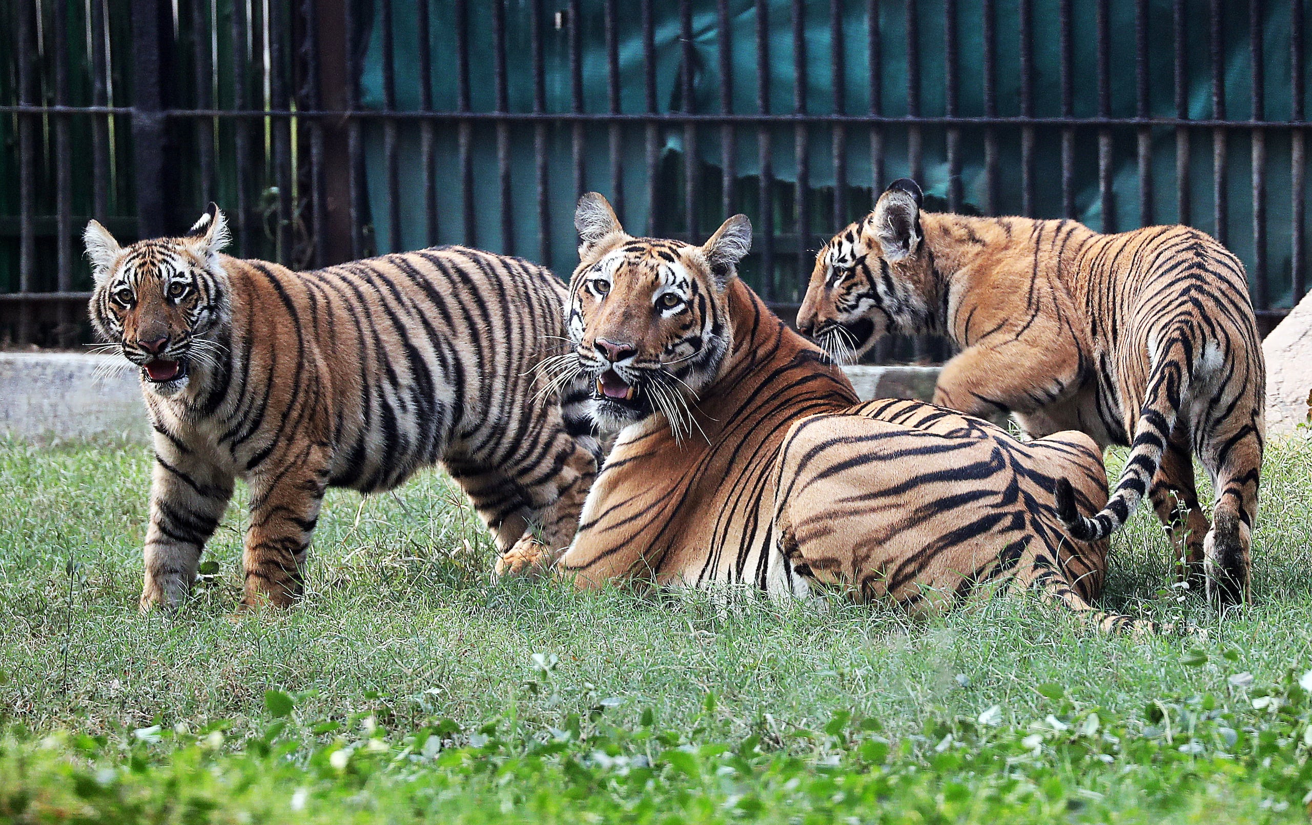 EFE/EPA/HARISH TYAGI