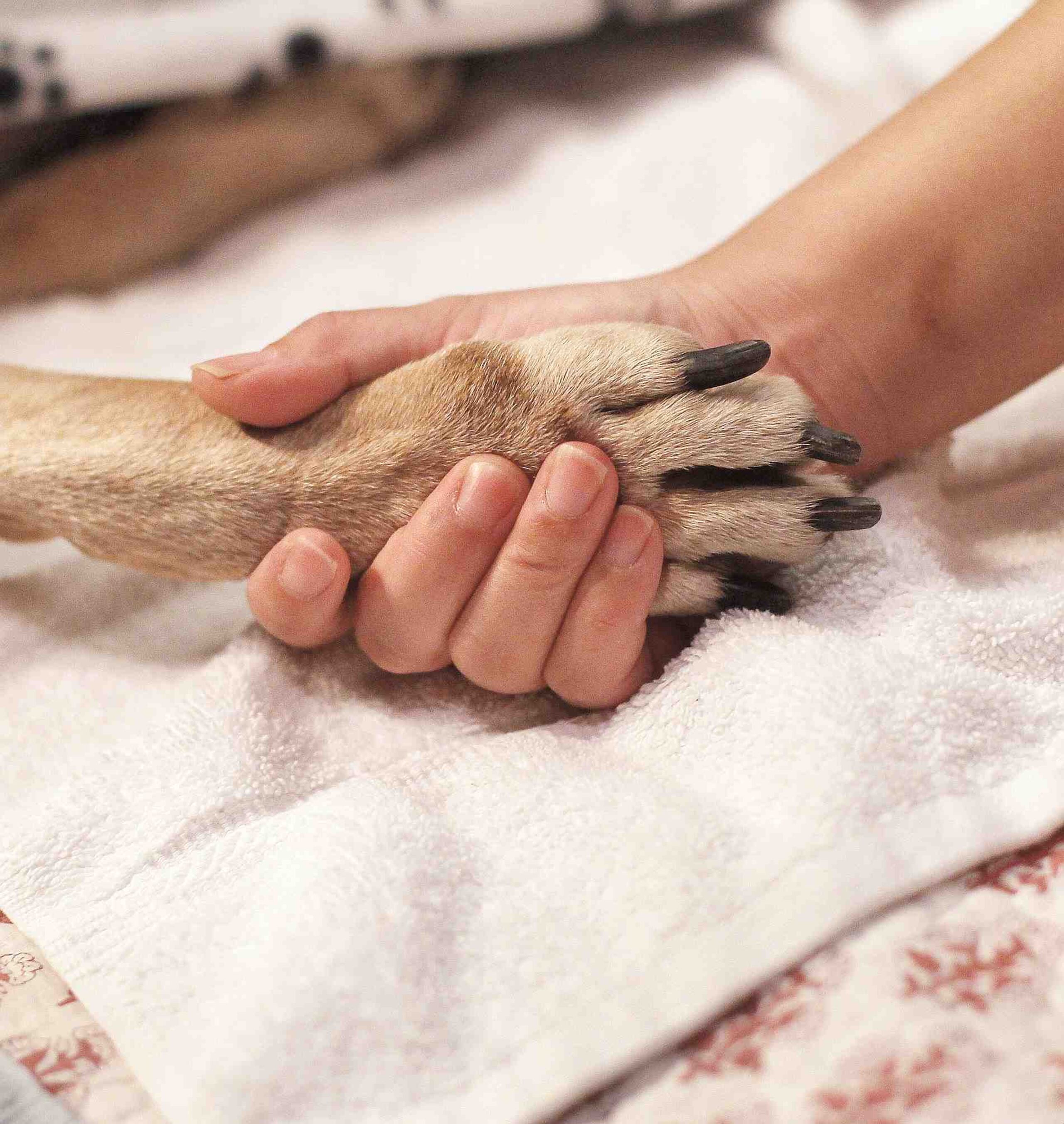 El propósito del Proyecto de la Cámara 2950 es reducir la gran cantidad de animales realengos que hay en el País. (Archivo / GFR Media)