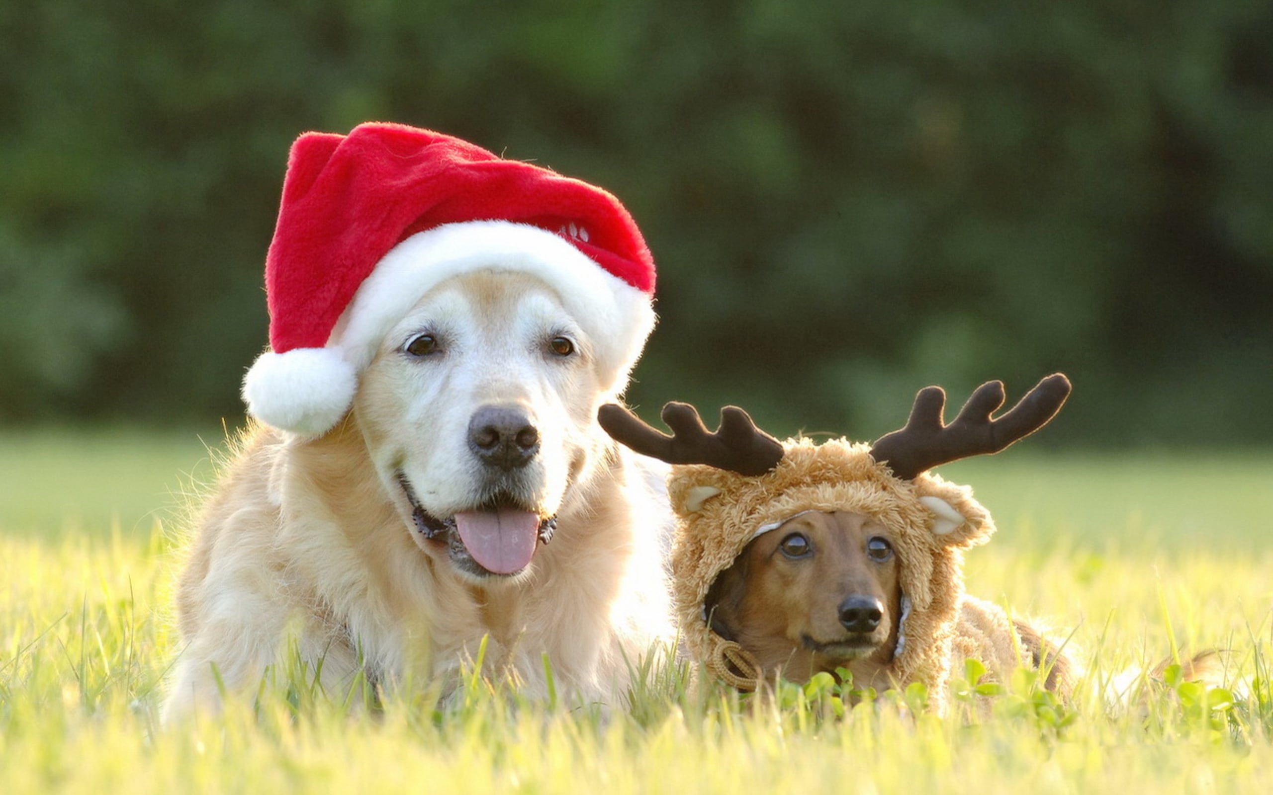 Durante este periodo hay que tomar en cuenta las necesidades de las mascotas para que toda la familia disfrute de esta temporada.