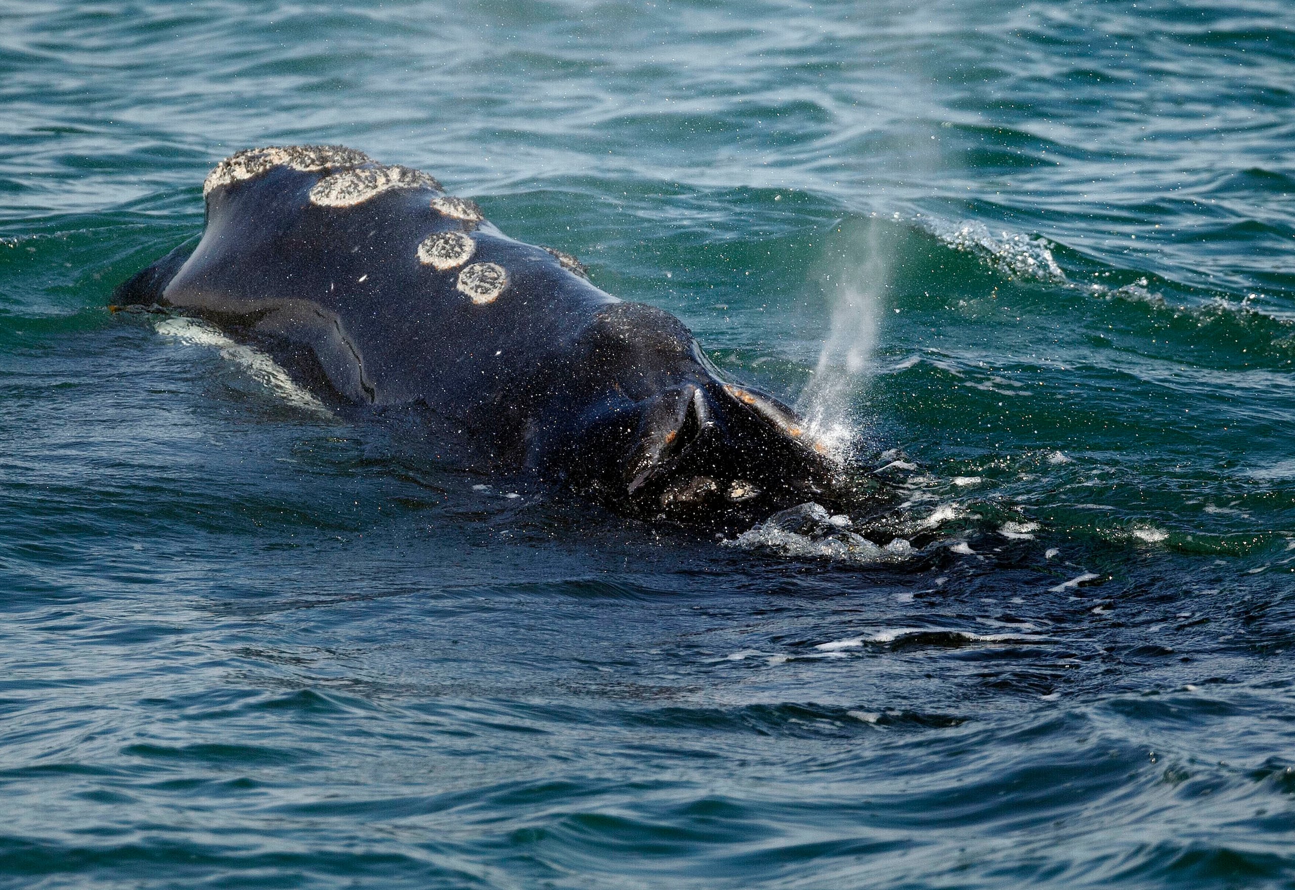 Una ballena franca frente a la costa de Plymouth, Massachusetts, el 28 de marzo del 2018. (AP foto/Michael Dwyer)