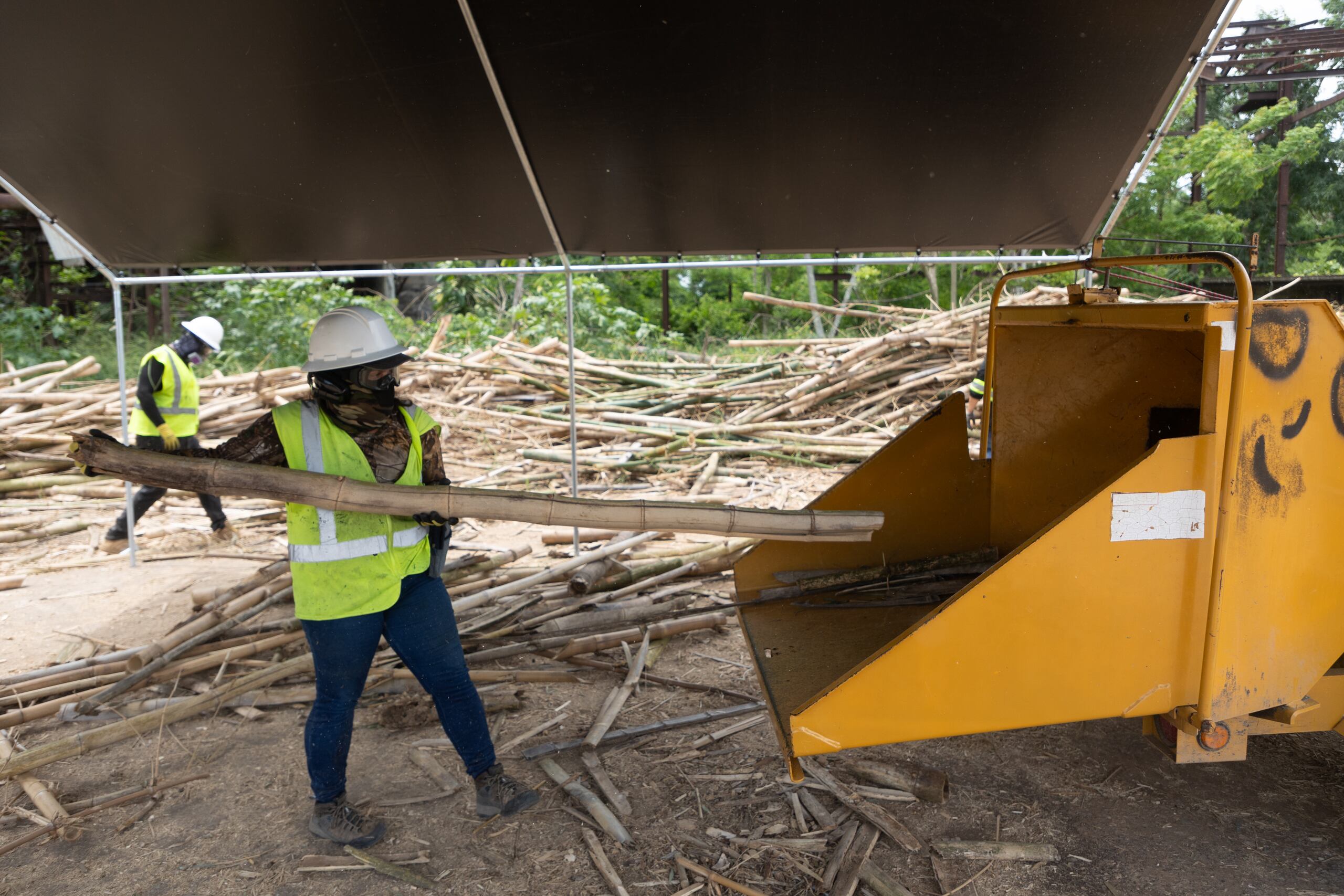 Los empleados trabajan en el procesamiento de las bambúas que son trituradas en una máquina especial.