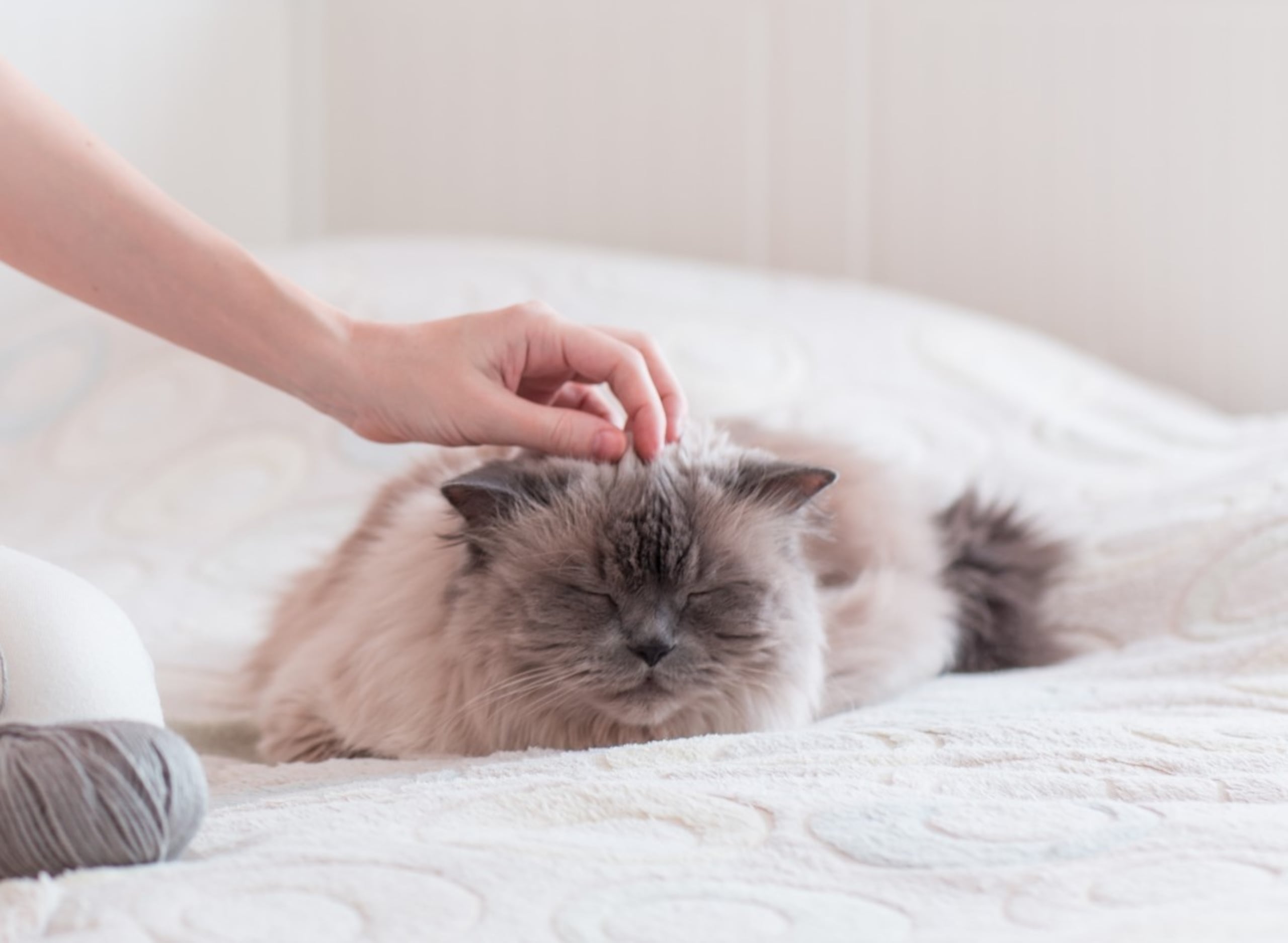 Los gastos muestran preferencia por determinados humanos.