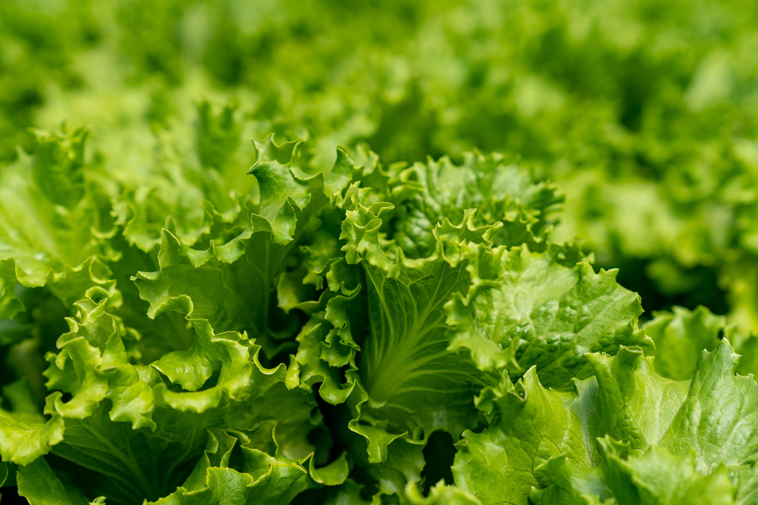 Lechuga producida en Guayama. (Archivo / GFR Media)