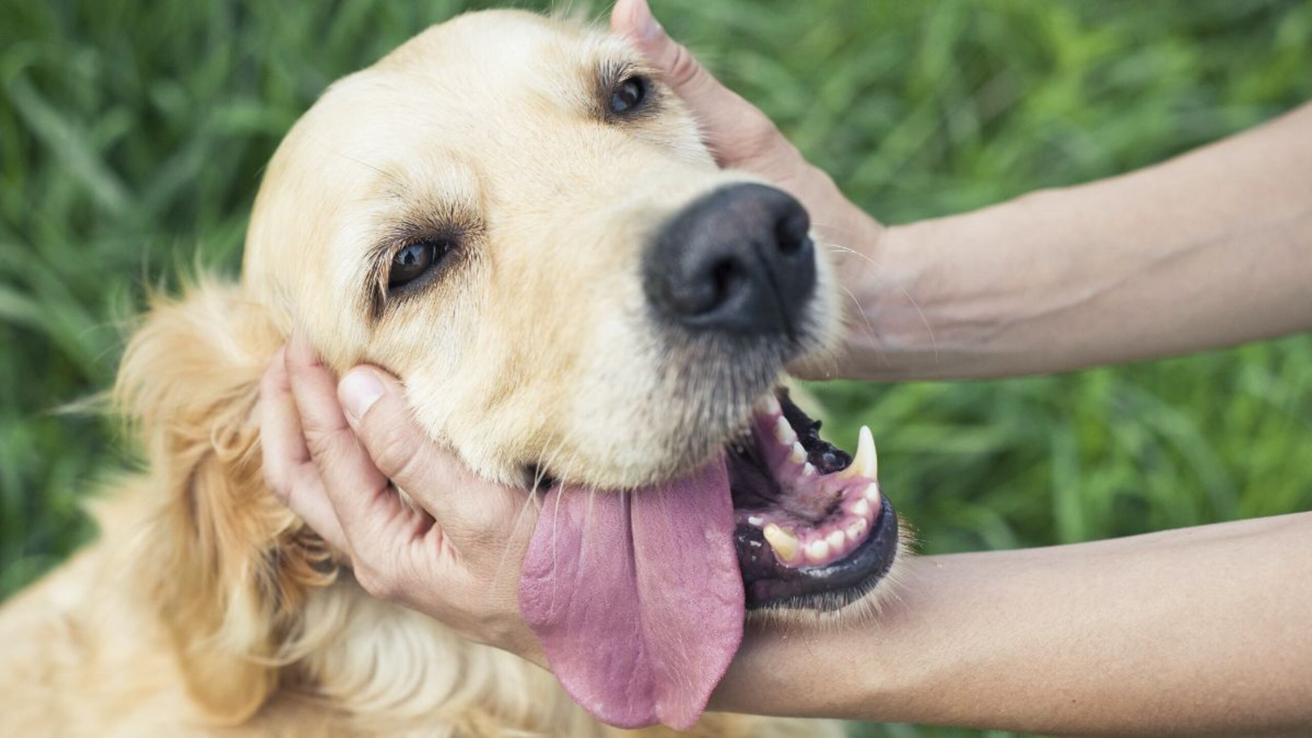 Agentes adscritos al cuartel de San Antonio y personal de la división de Maltrato de Animales investigan los hechos.