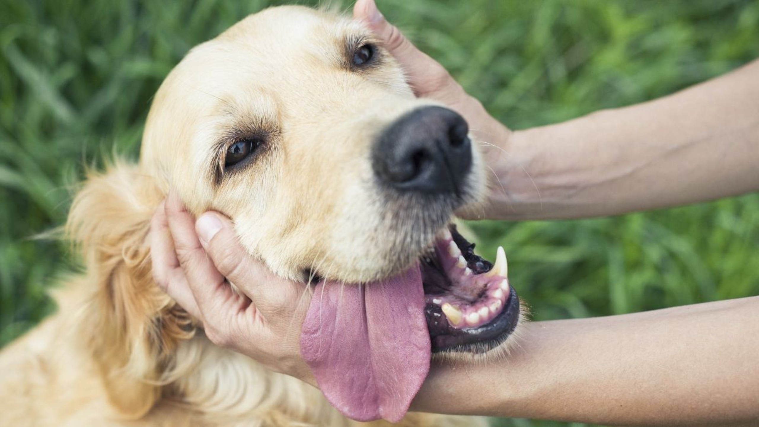 De acuerdo con lo revelado por algunos medios locales, el sospechoso grababa los crímenes y, posteriormente, los difundía a través de algunas plataformas digitales.