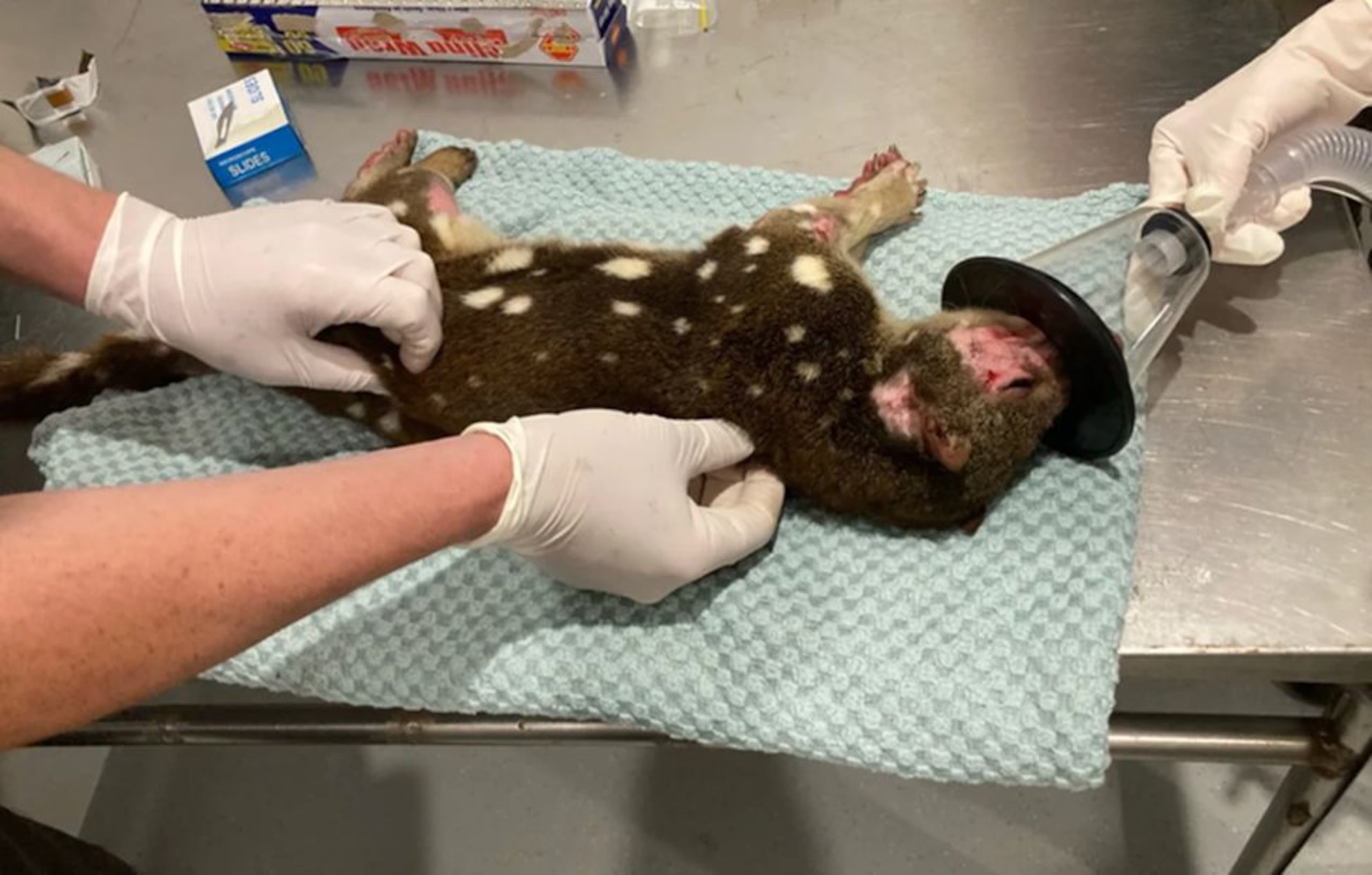 El quol de cola manchada fue llevado al veterinario para comprobar que no tenía un microchip y lo trataron por sarna, antes de que le tomaran algunos cabellos para muestras de ADN, tras lo que será liberado.