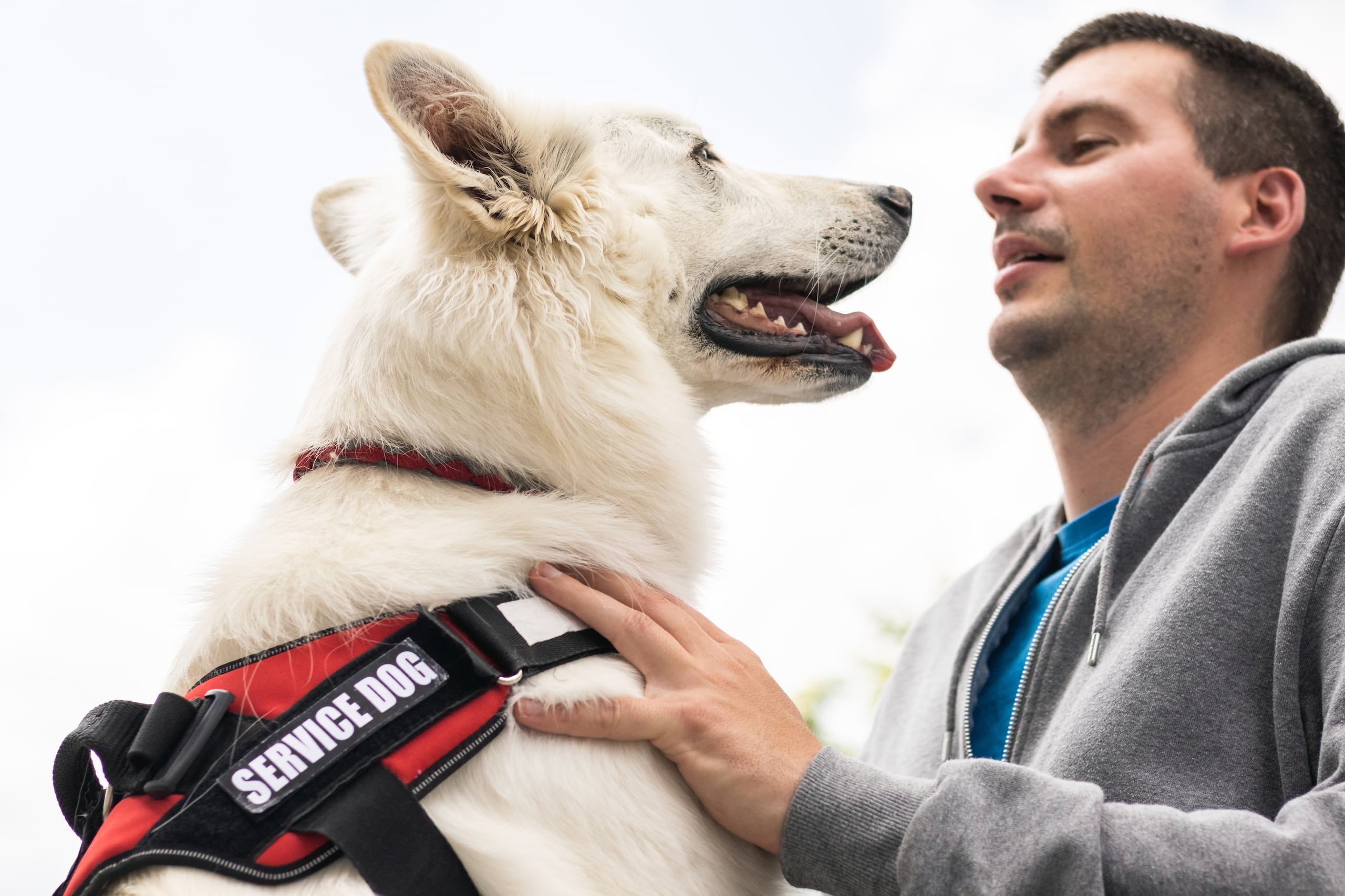 Presentar un animal de apoyo emocional como uno de servicio puede afectar negativamente a quienes dependen de un animal de servicio.