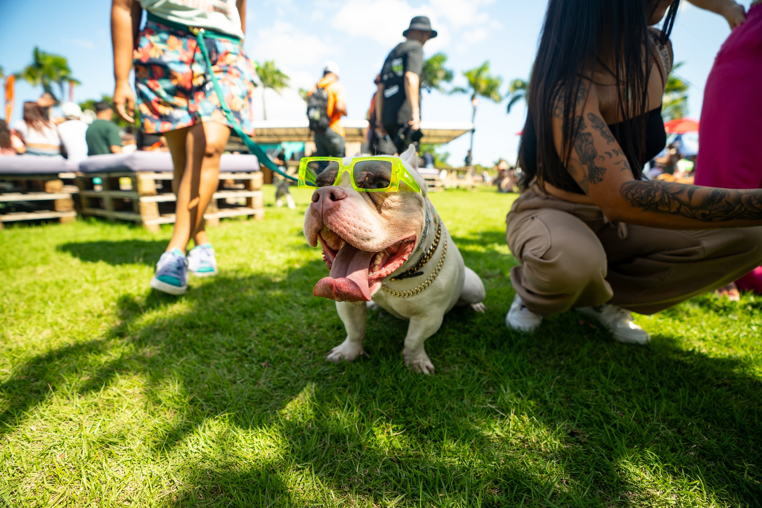 Bark and Play vuelve con una jornada con actividades educativas, espacios recreativos y oportunidades para apoyar a la comunidad de rescatistas y albergues de la isla