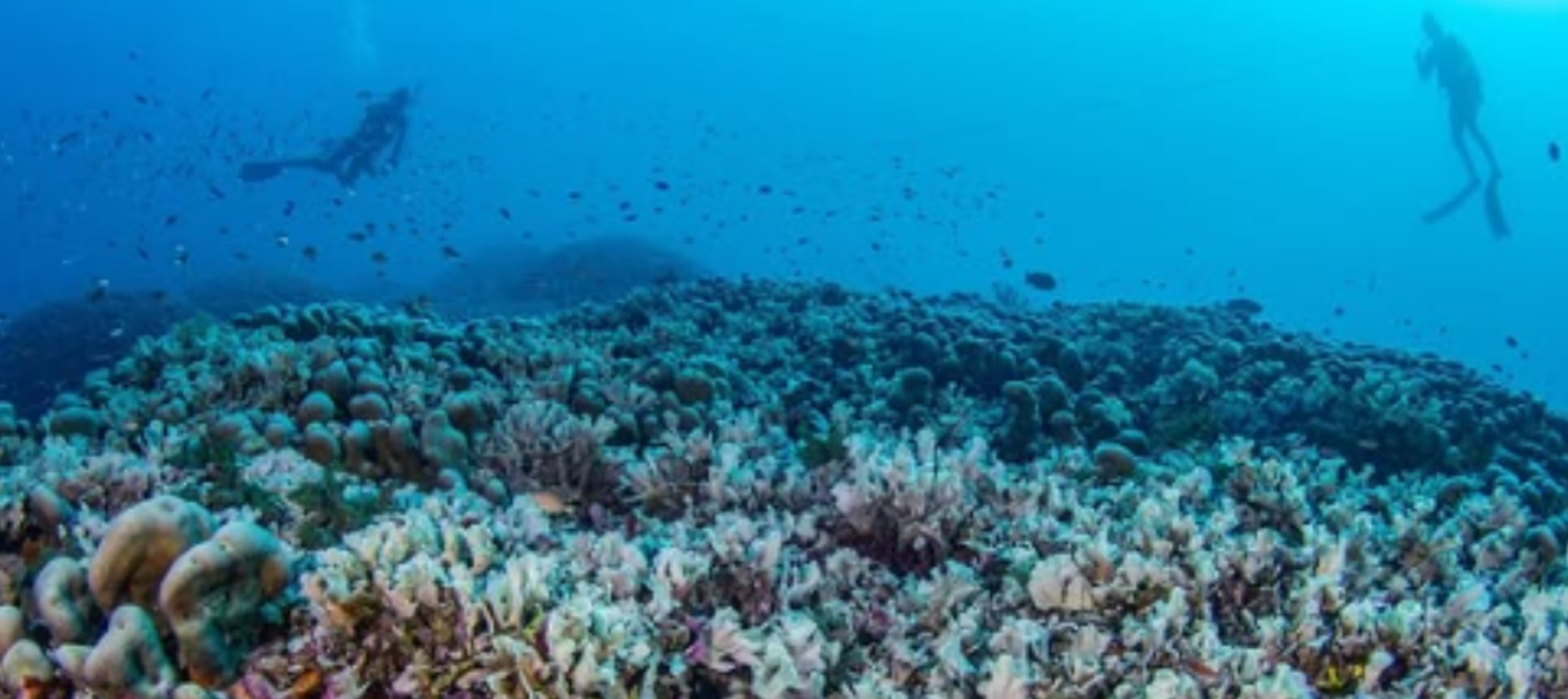 La colonia de coral gigante fue confundida con una embarcación pérdida.