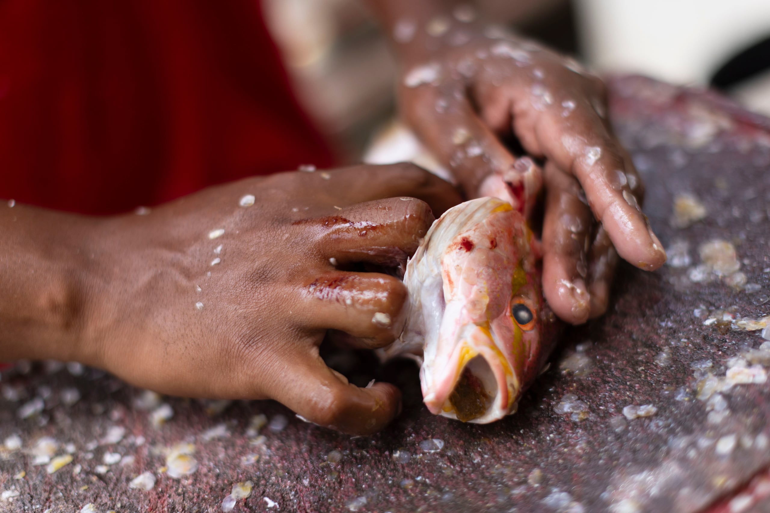 Loiza, Puerto Rico, Abril 08, 2025 - pescaderías de Loíza para ver cómo está la venta de maricos/pescados a pocos días del inicio de la Semana Santa. En la foto las manos de Miguel Angel Correa Pérez. Quien le quita la escama y otras parte del pescado en la villa pesquera del pueblo de Loiza.
Foto por:
Xavier Araújo | GFR Media
xavier.araujo@gfrmedia.com
Araujo