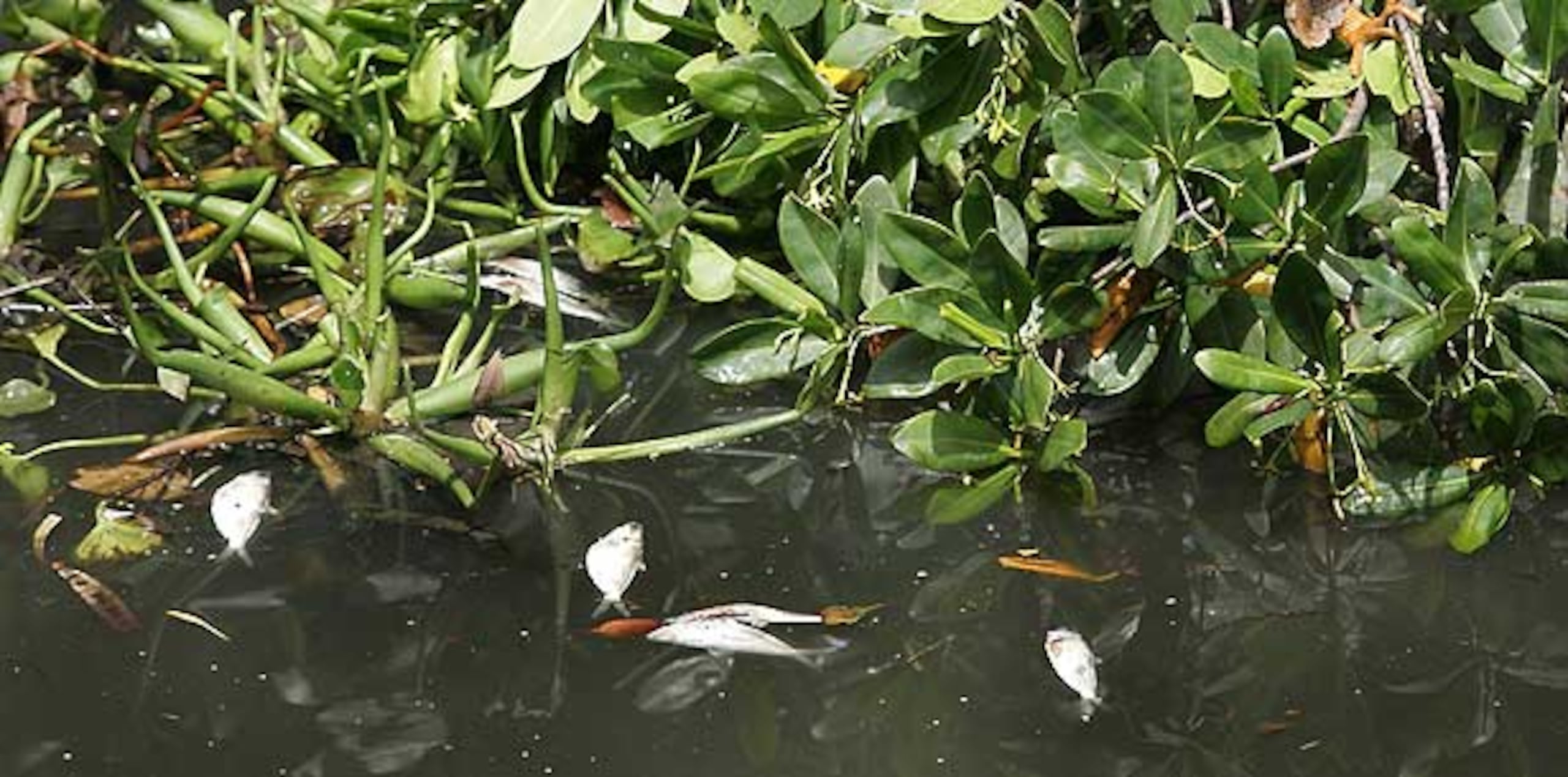 Se recomendó a las personas evitar la pesca o captura de cocolías en la zona donde han muerto peces en las lagunas San José, los Corozos y el Canal Suárez. (Archivo)