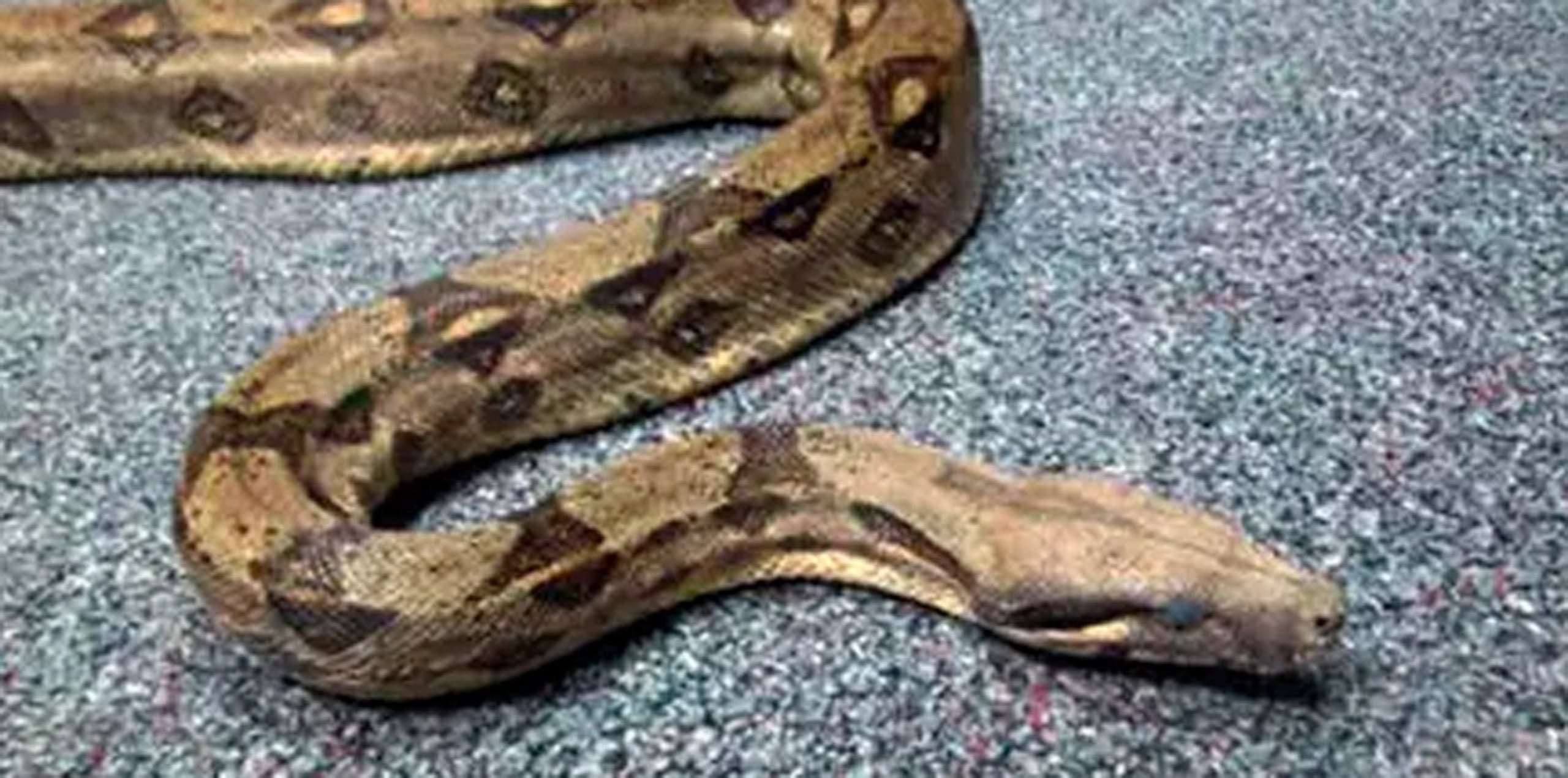 El hábitat natural de una pitón está en el sur de China, Mianmar, Indochina, Tailandia y el archipiélago de Malay. (Archivo / AP)