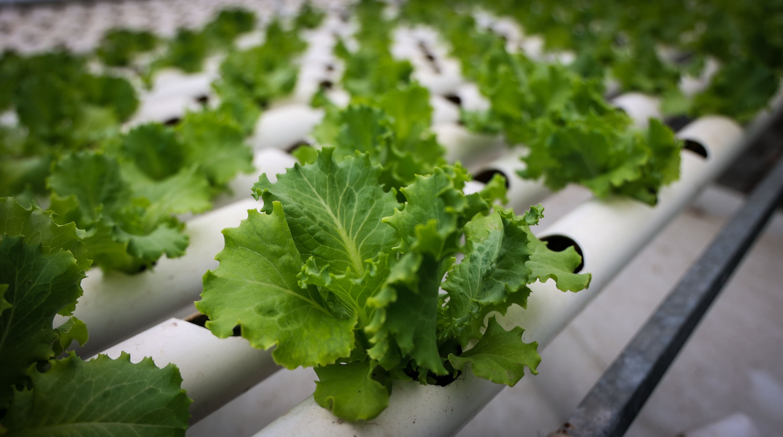 Actualmente mercadean su cosecha entre restaurantes, supermercados y clientes al detal.