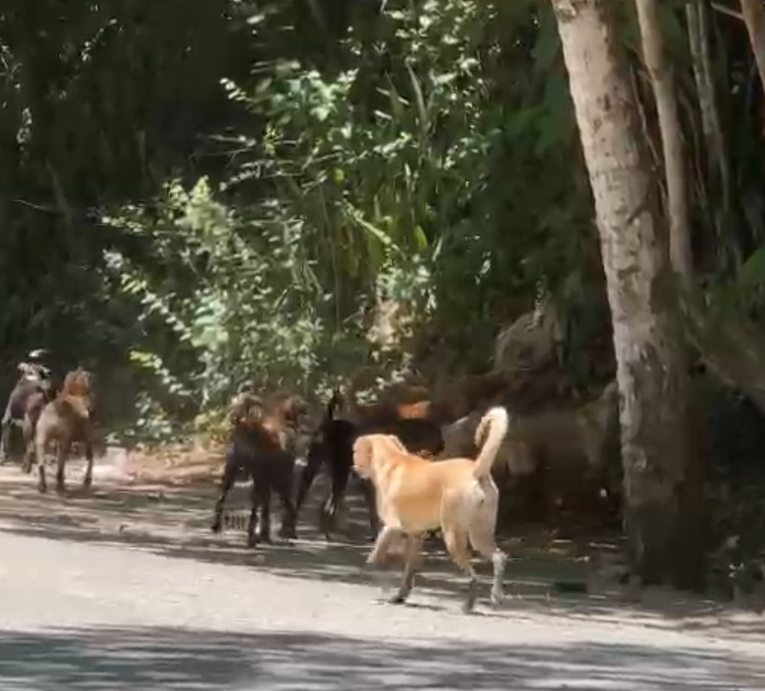 Perros abandonados en Isabela.