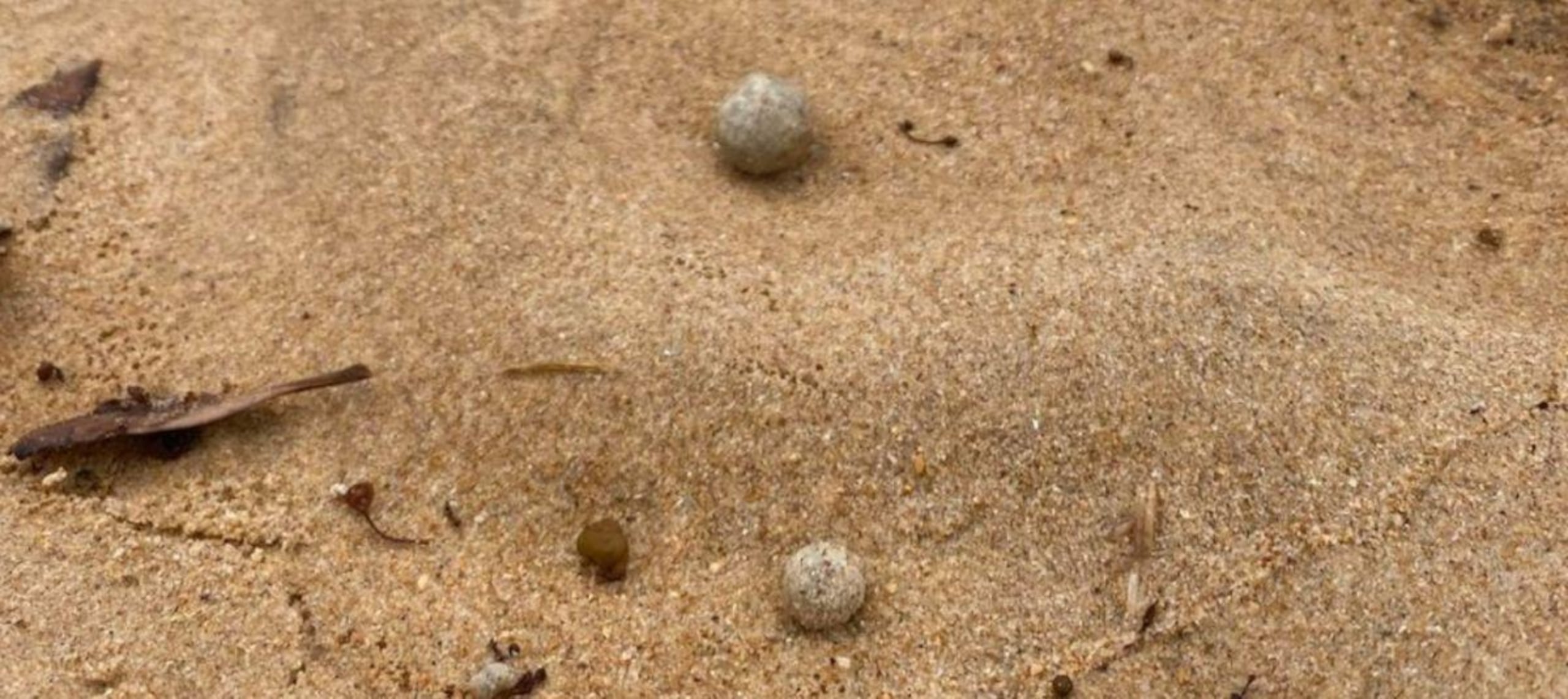 Aparecieron nuevas bolas en las playas de Australia.