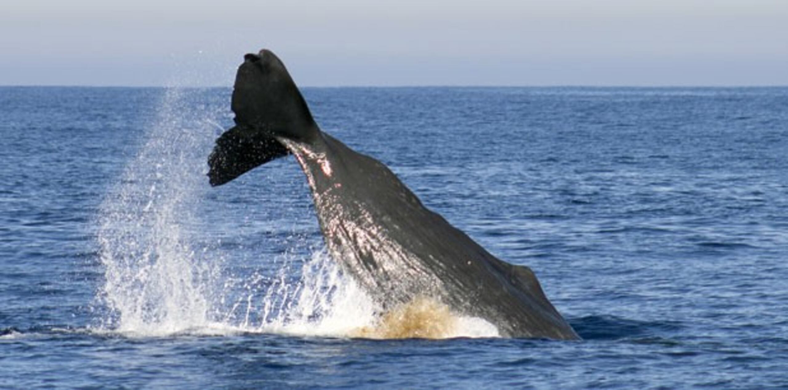Los cachalotes pesan hasta 45 toneladas y comen diariamente cerca de una tonelada de calamar. (AP Photo/Lasanthi Benedict)