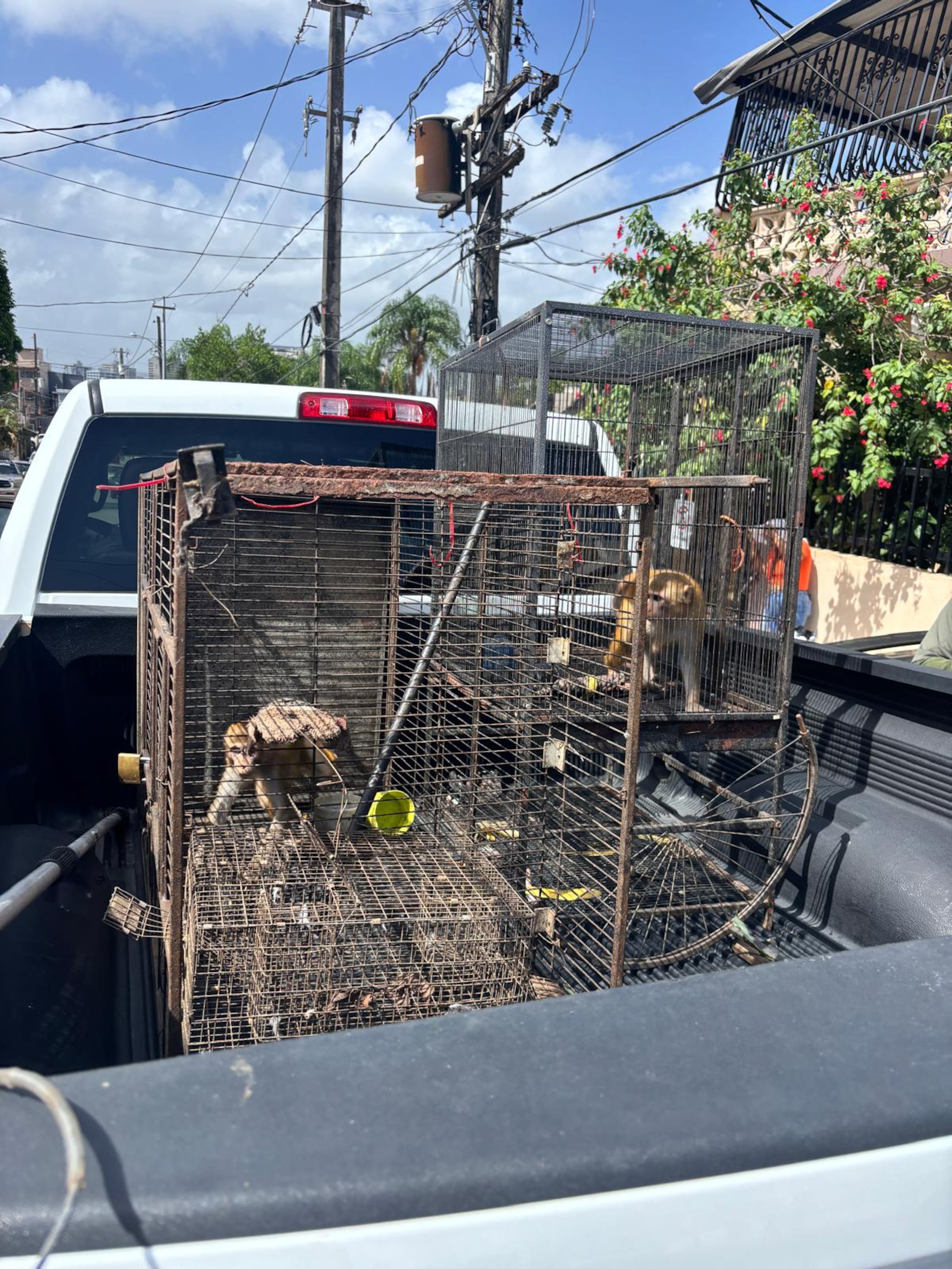 Incautan dos monos en residencia del barrio Obrero tras querella ciudadana