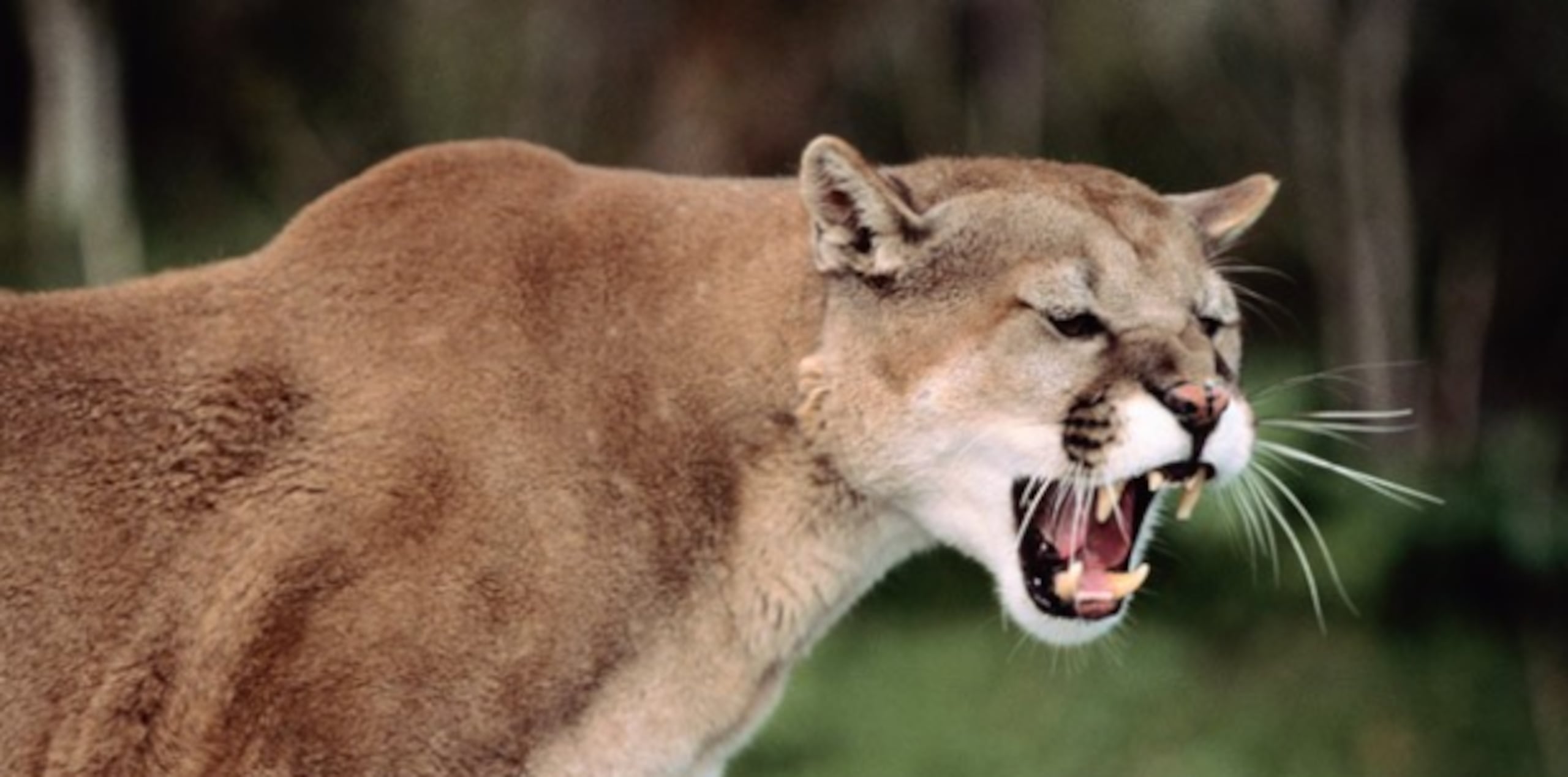 Las autoridades localizaron y mataron a un puma en el jardín delantero de la vivienda. (Captura)