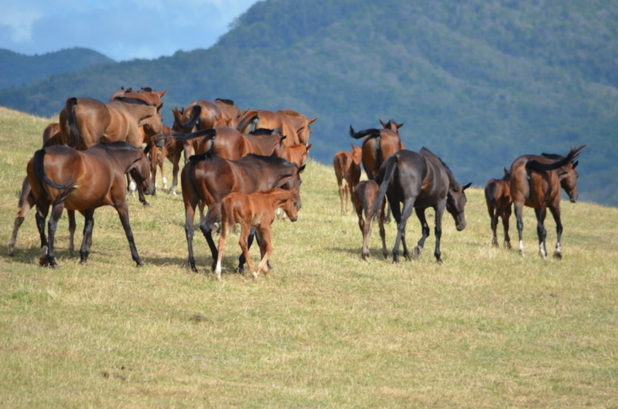 Potrero Los Llanos ha sido seleccionado en múltiples ocasiones como “Potrero Del Año”, gracias a la consistencia de sus productos que han probado su calidad en la pista, con más de 145 ganadores clásicos en su historial.