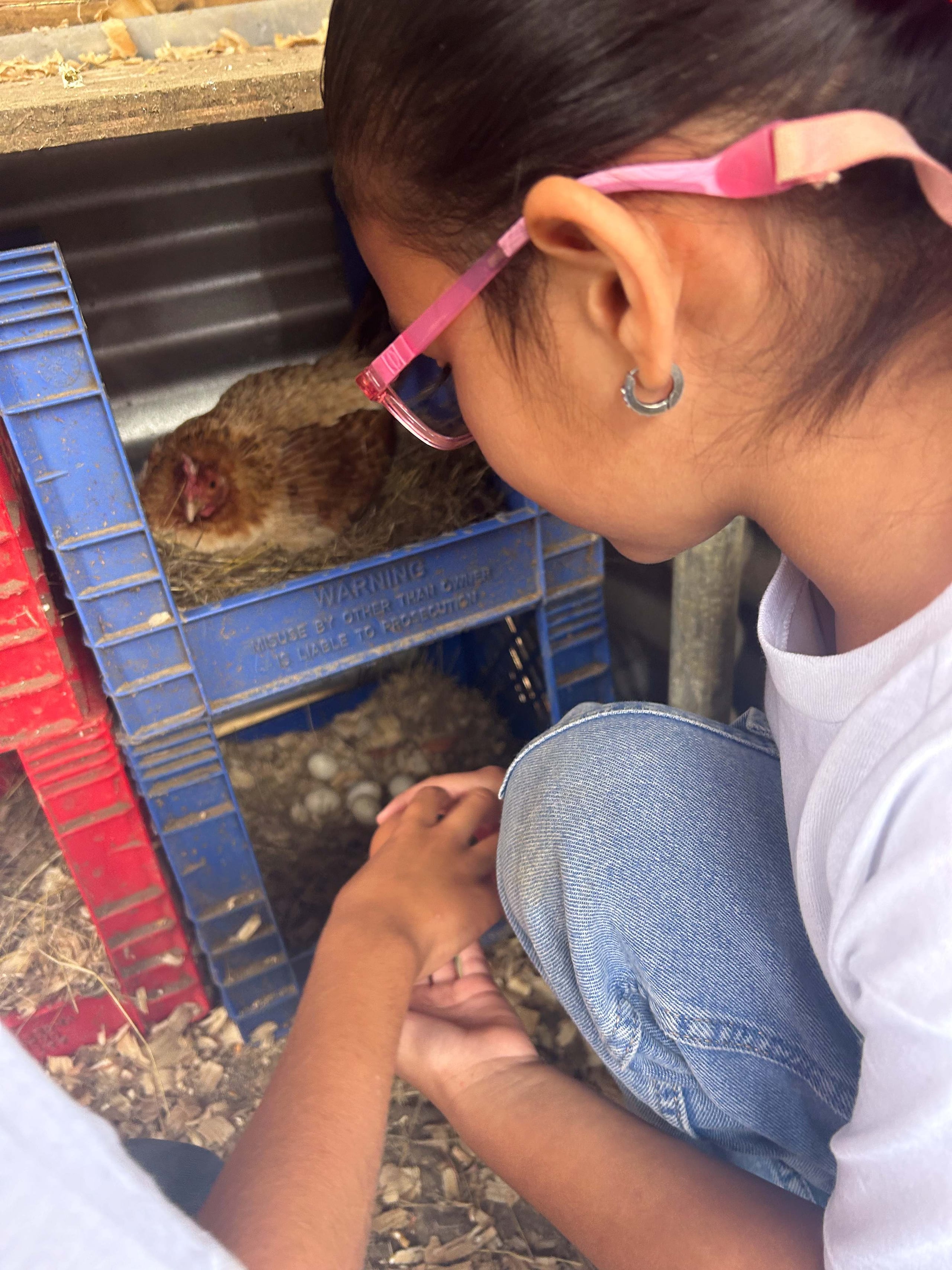 Proyecto Huevos Girasol