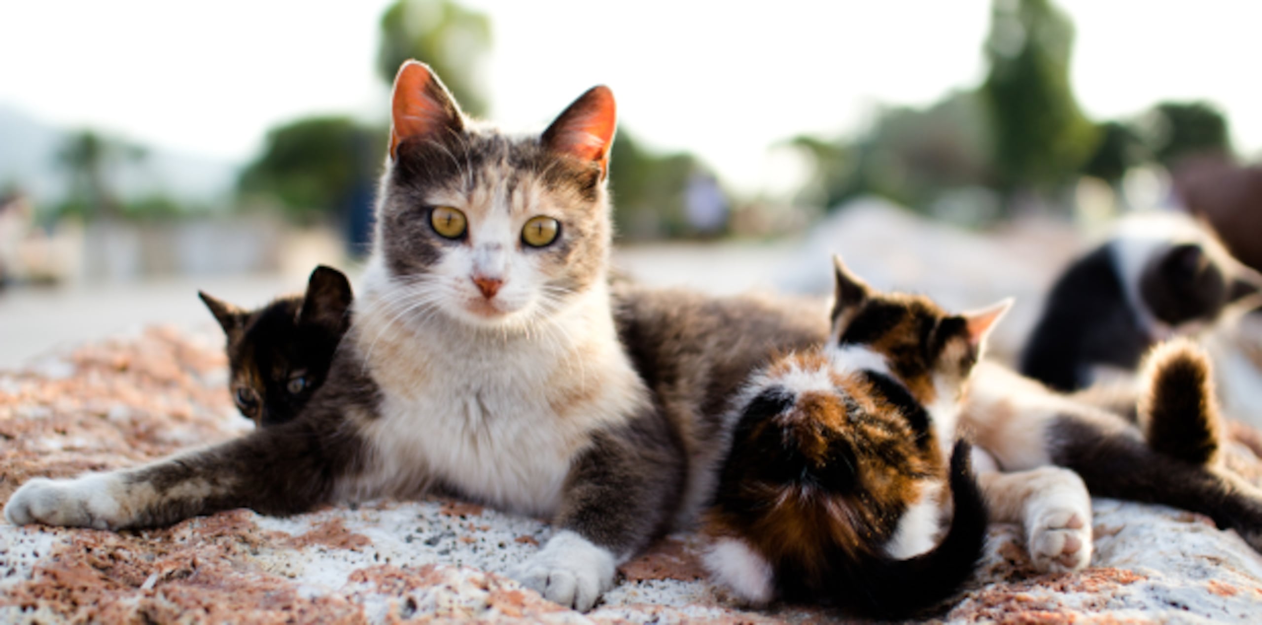 El agente Vidot Soto se hizo a cargo de los últimos gatos para el proceso de necropsia. (Archivo)