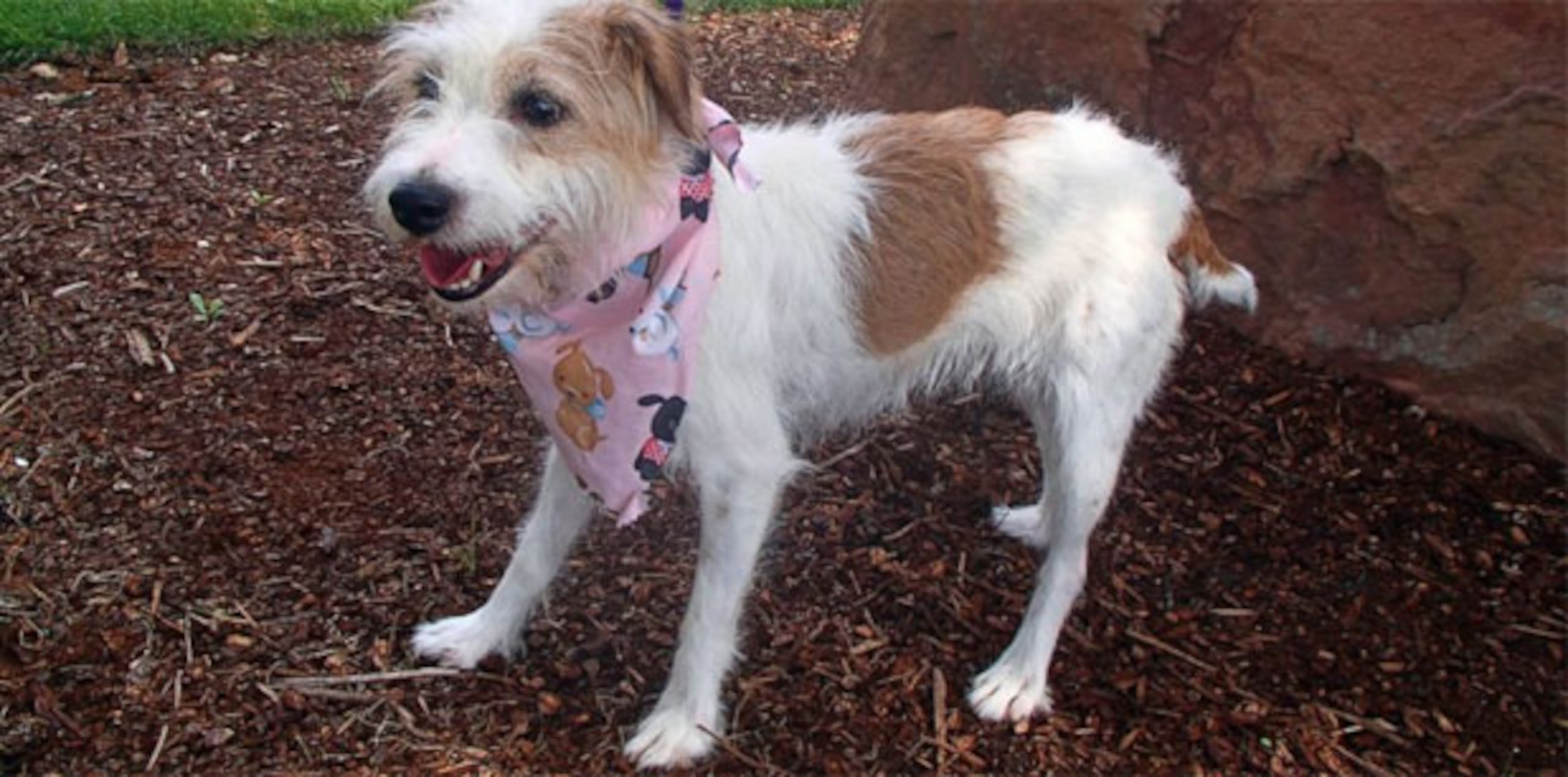Un microchip implantado en Gidget reveló que su dueña vivía cerca de Filadelfia. Al ser contactada por el refugio, la dueña dijo que su perra se perdió el 22 de abril. (AP)
