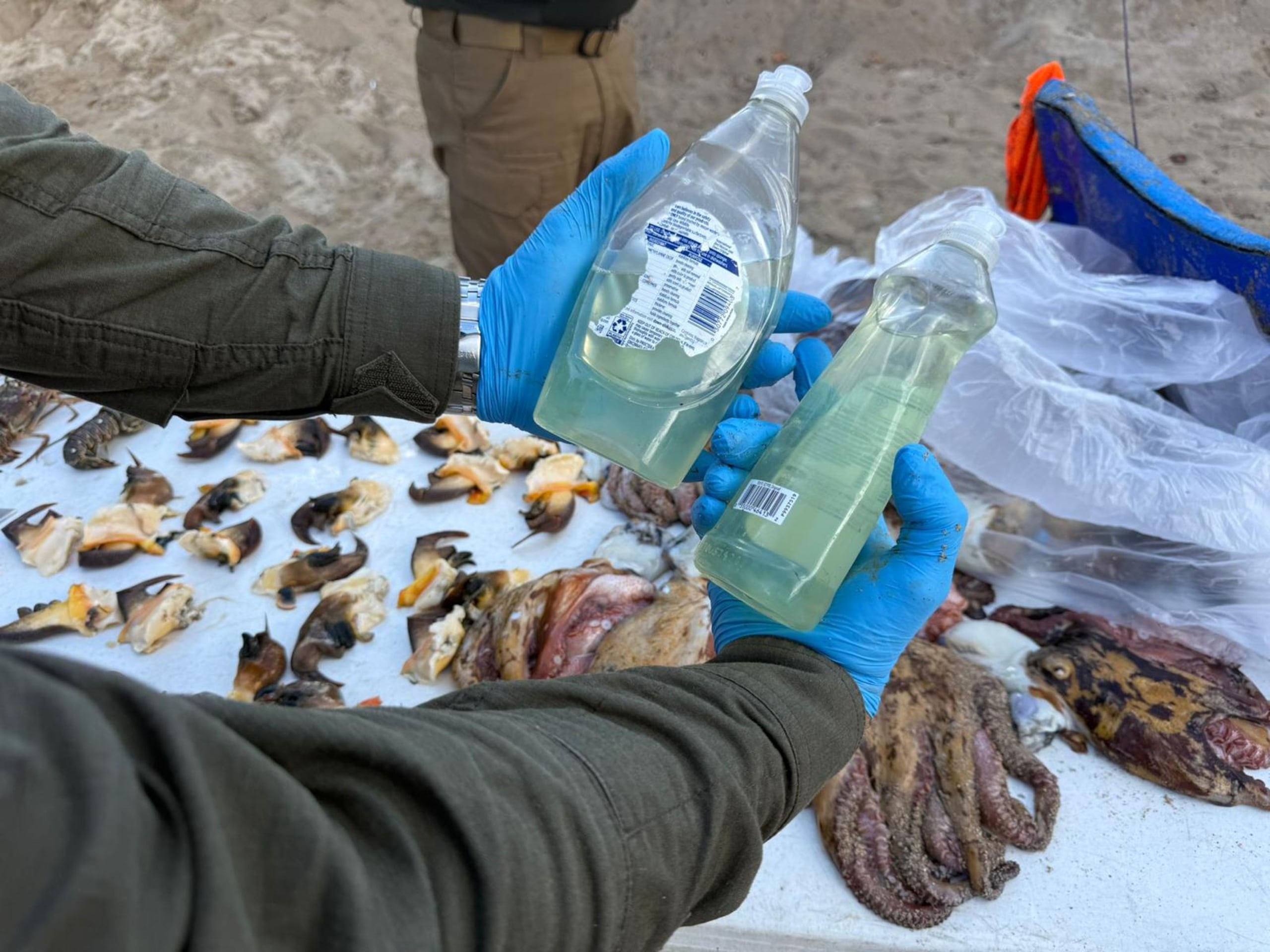 Entre los hallazgos se detectó la pesca de pulpos utilizando cloro (clorox), lo cual constituye un método prohibido.