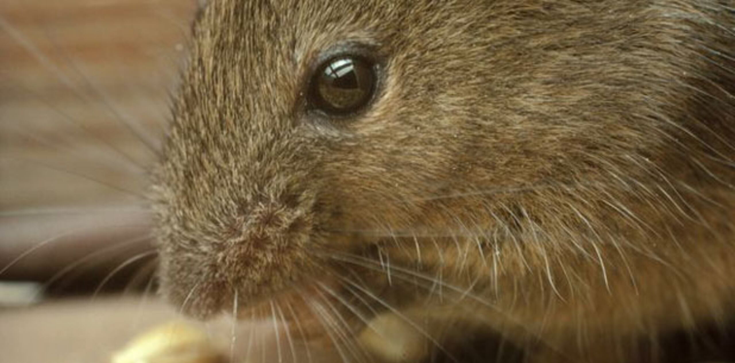 “Al investigar el fire marshall verificó el contador donde se encontró un ratón que pasó entre dos muelas del contador y provocó un corto circuito”, sostuvo Vega. (Archivo)