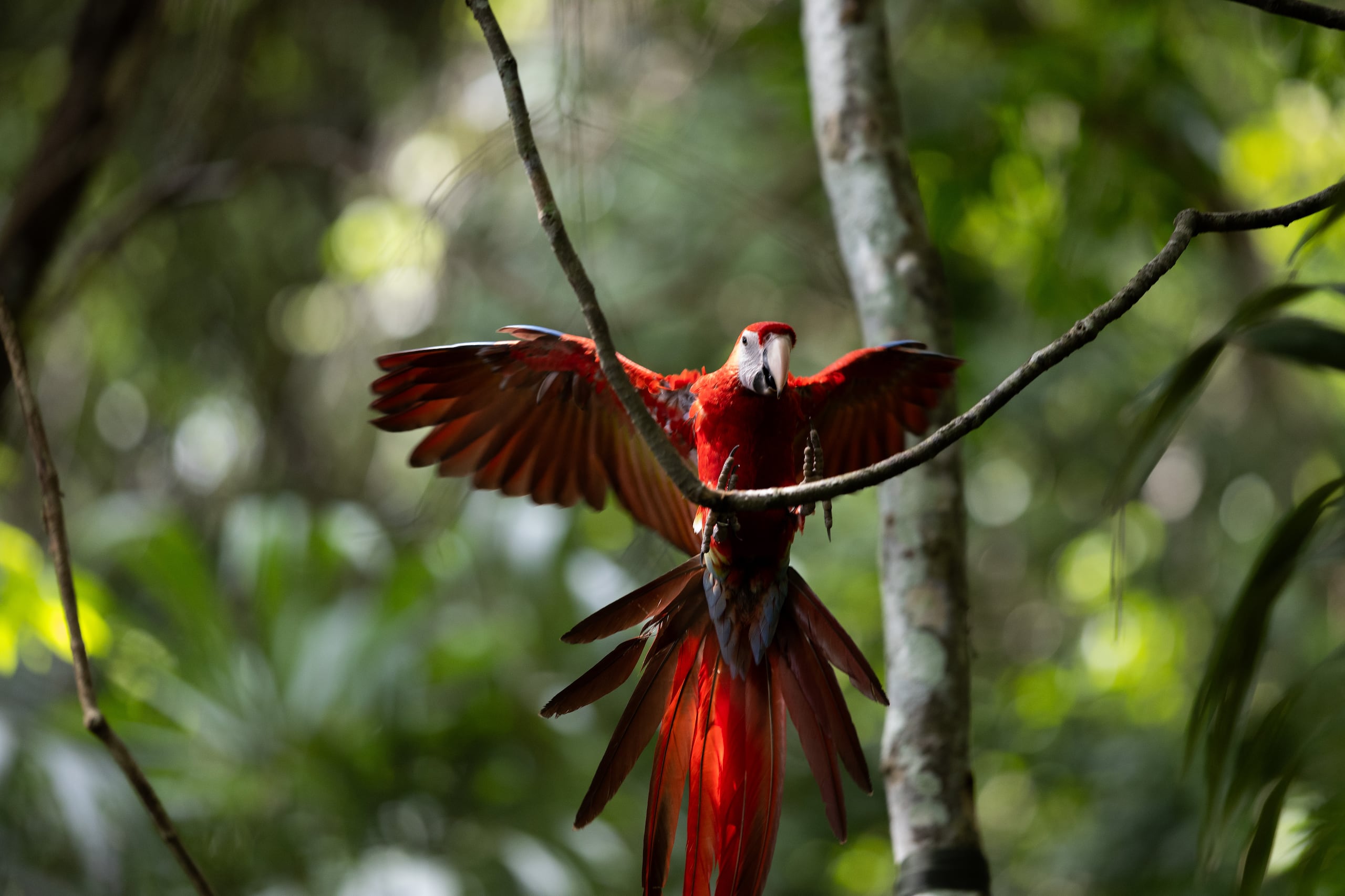 Fotografía de una guacamaya roja, criada en cautiverio, este jueves en la selva maya de Laguna del Tigre (Guatemala). Un grupo de diez guacamayas rojas criadas en cautiverio fue liberado en la selva maya de Petén, en el norte de Guatemala, por la organización Wildlife Conservation Society (WCS), dedicada a la preservación de especies en peligro de extinción. EFE/ David Toro